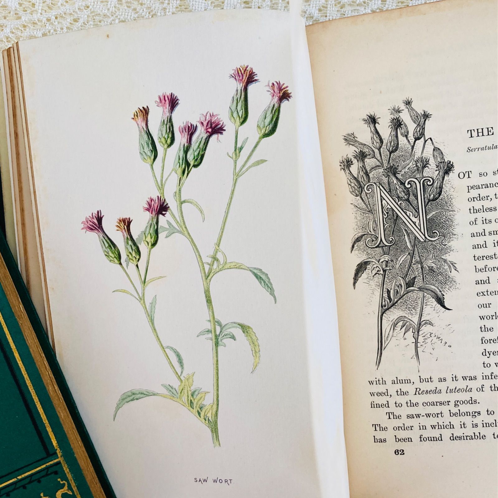 Familiar Wild Flowers 第4巻 イギリスのアンティーク植物図鑑
