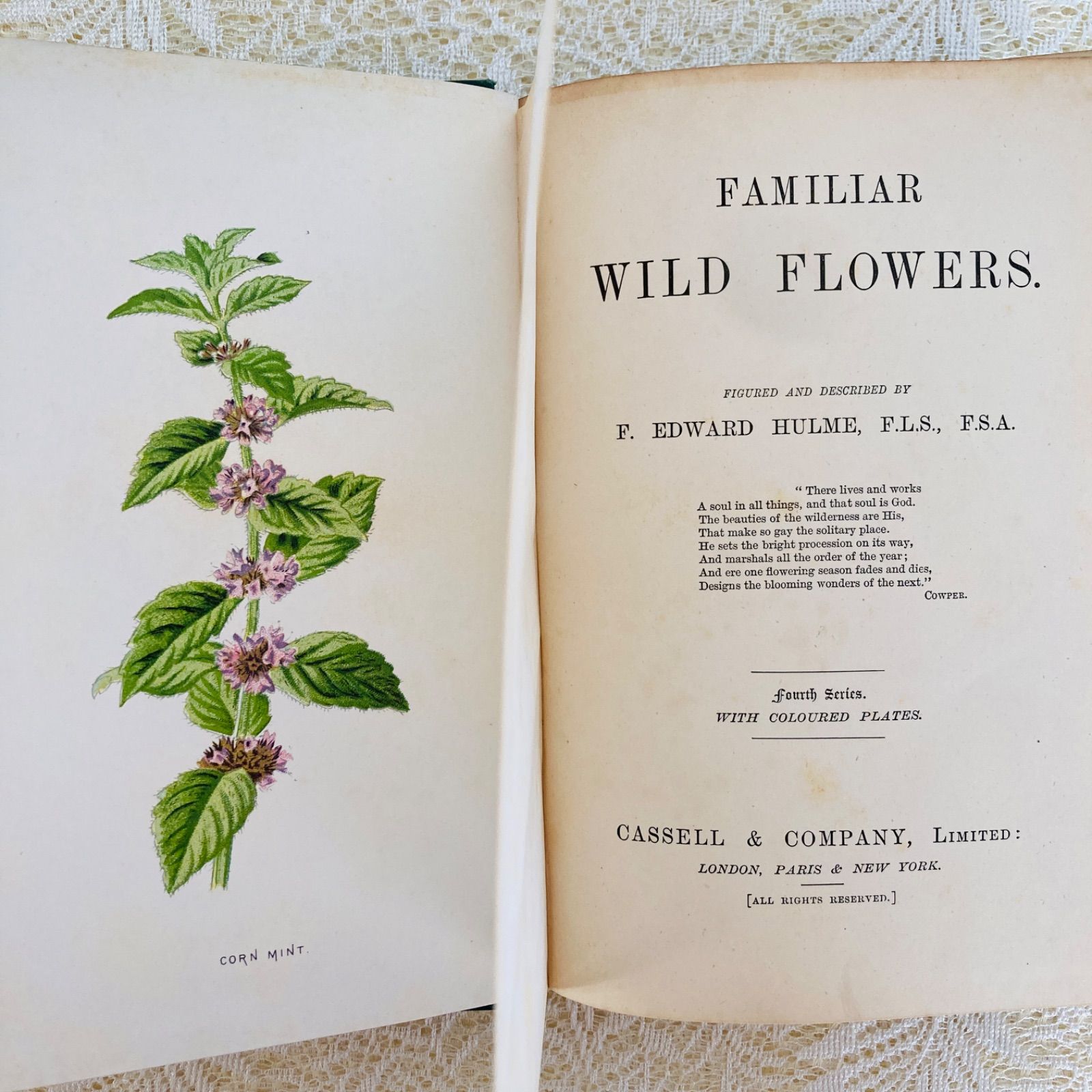 Familiar Wild Flowers 第4巻 イギリスのアンティーク植物図鑑