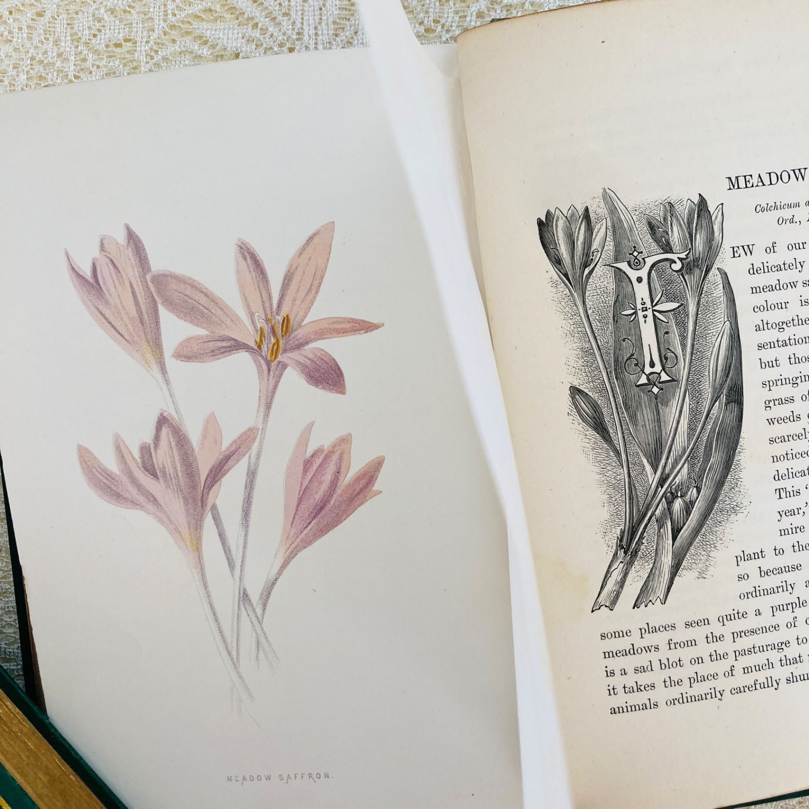 Familiar Wild Flowers 第4巻 イギリスのアンティーク植物図鑑