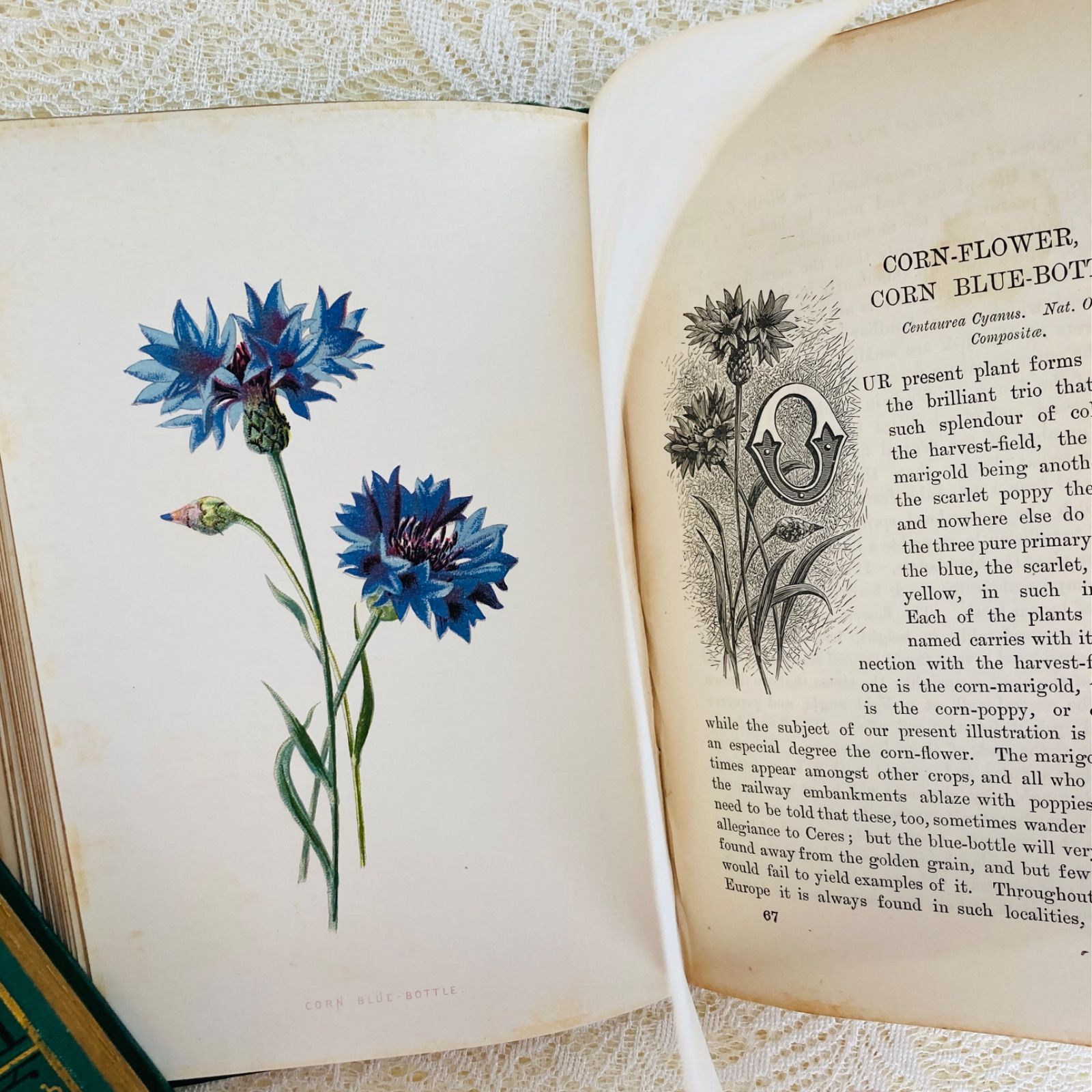 Familiar Wild Flowers 第4巻 イギリスのアンティーク植物図鑑