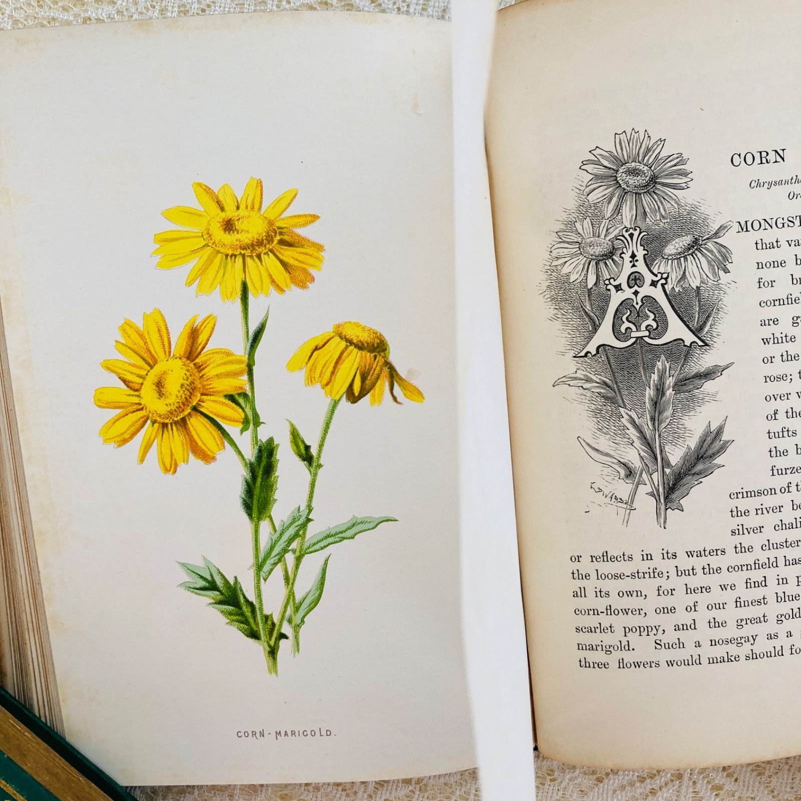 Familiar Wild Flowers 第4巻 イギリスのアンティーク植物図鑑