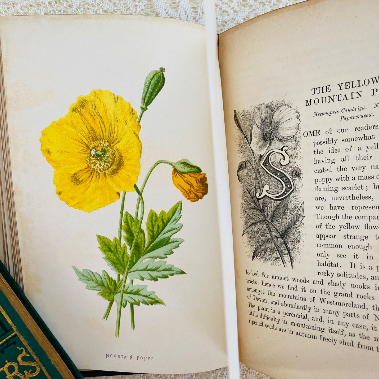 Familiar Wild Flowers 第4巻 イギリスのアンティーク植物図鑑