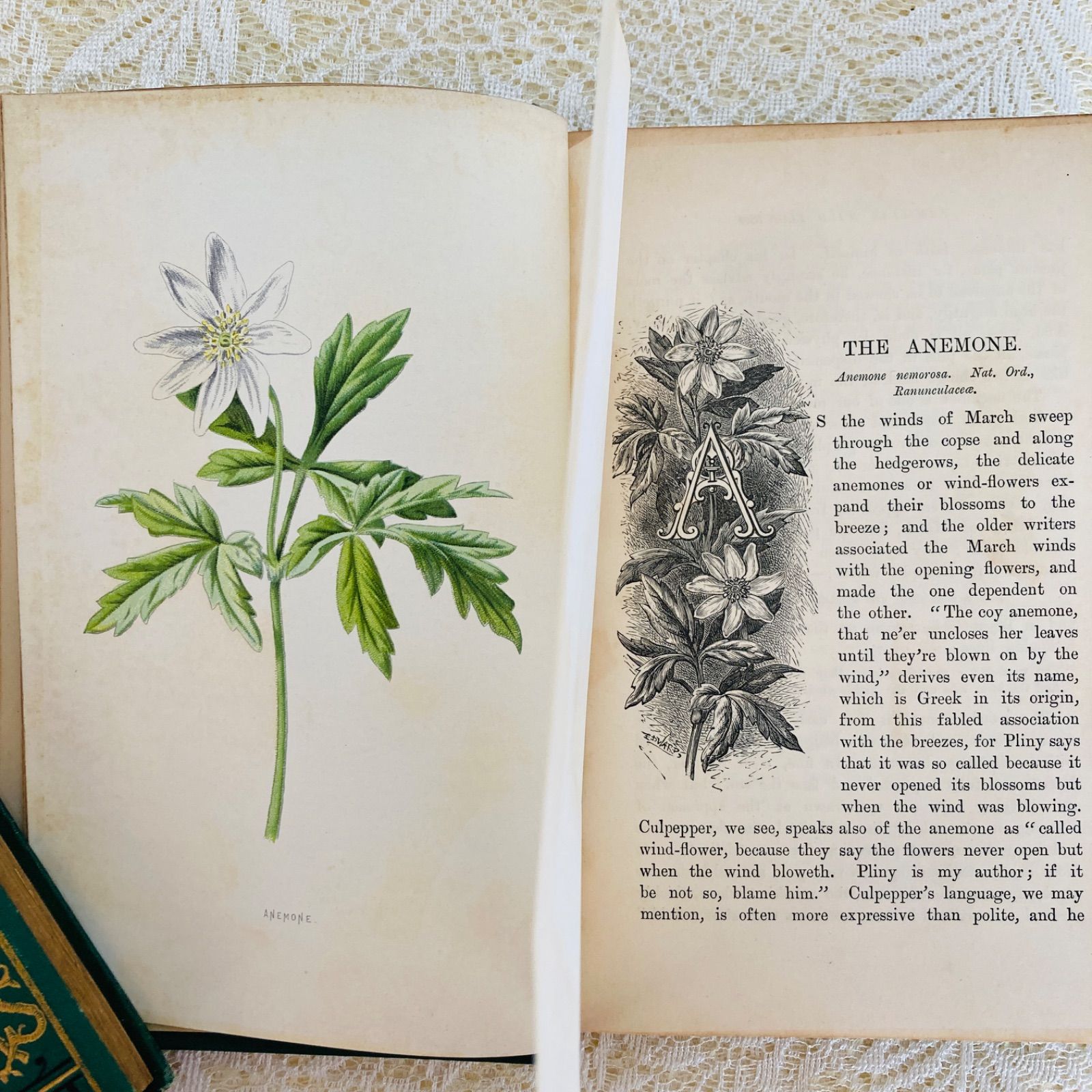 Familiar Wild Flowers 第4巻 イギリスのアンティーク植物図鑑