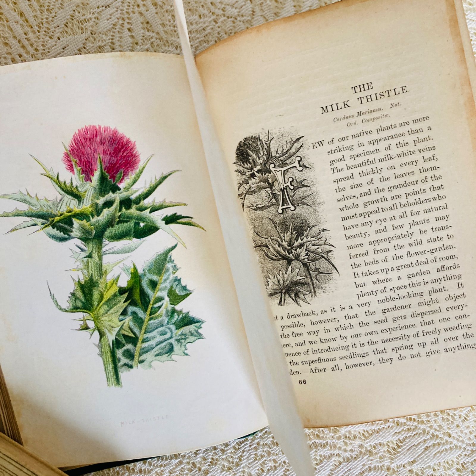 Familiar Wild Flowers 第4巻 イギリスのアンティーク植物図鑑