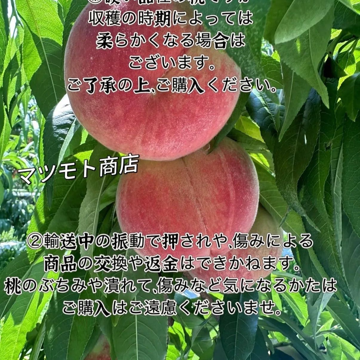 山梨県産 桃 川中島白鳳 3kg クール便 - メルカリ