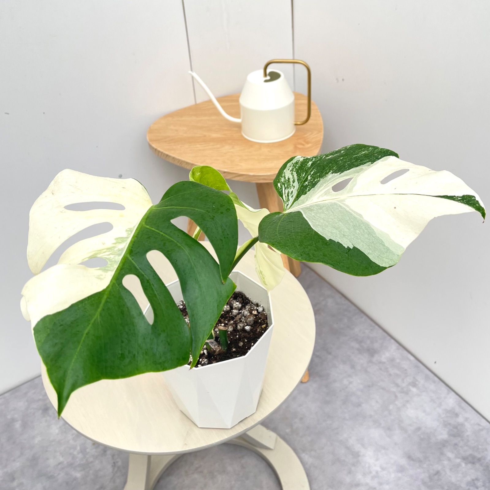 モンステラ ボルシギアナ 斑入り ホワイトタイガー 55【現品】☆希少