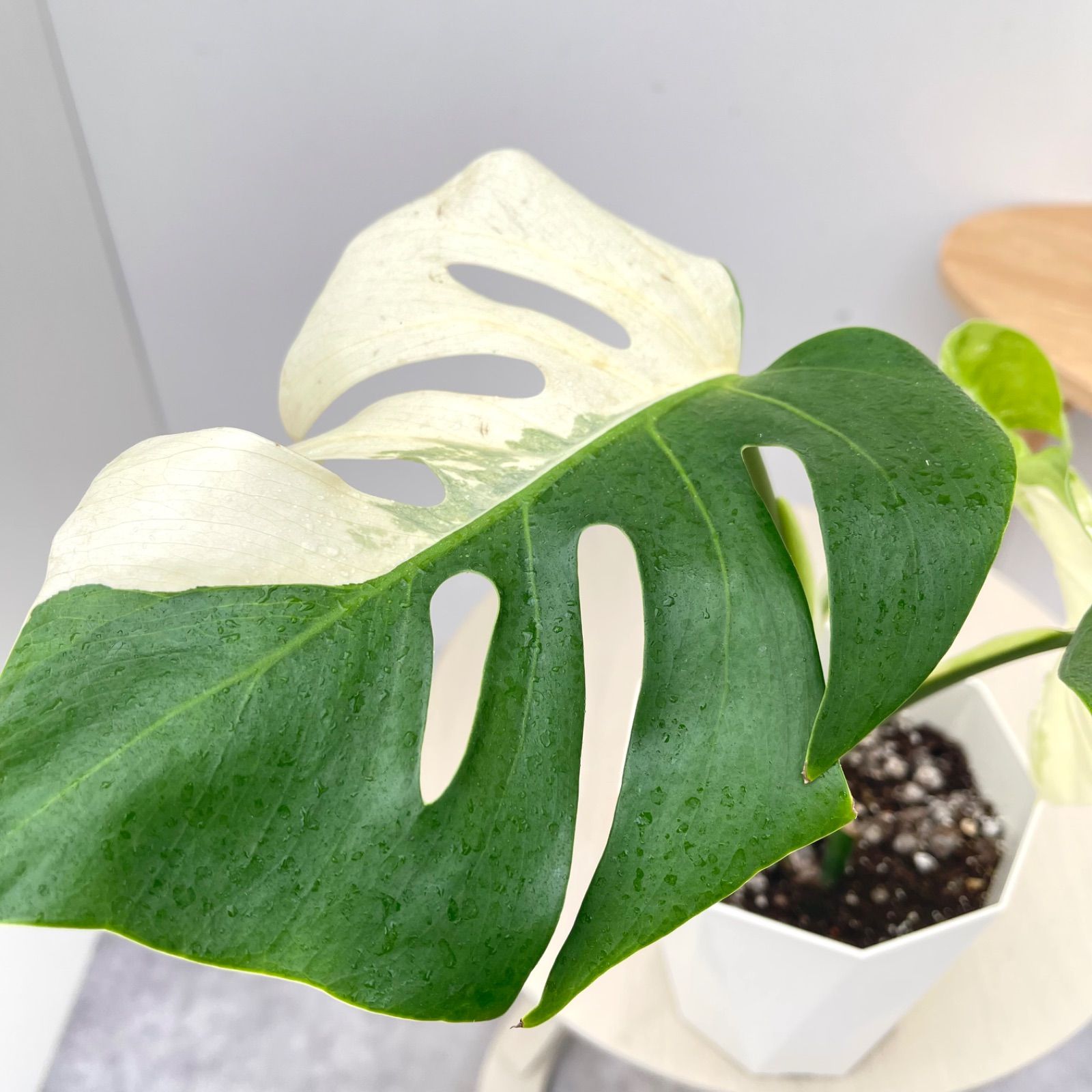モンステラ ボルシギアナ 斑入り ホワイトタイガー 55【現品】☆希少