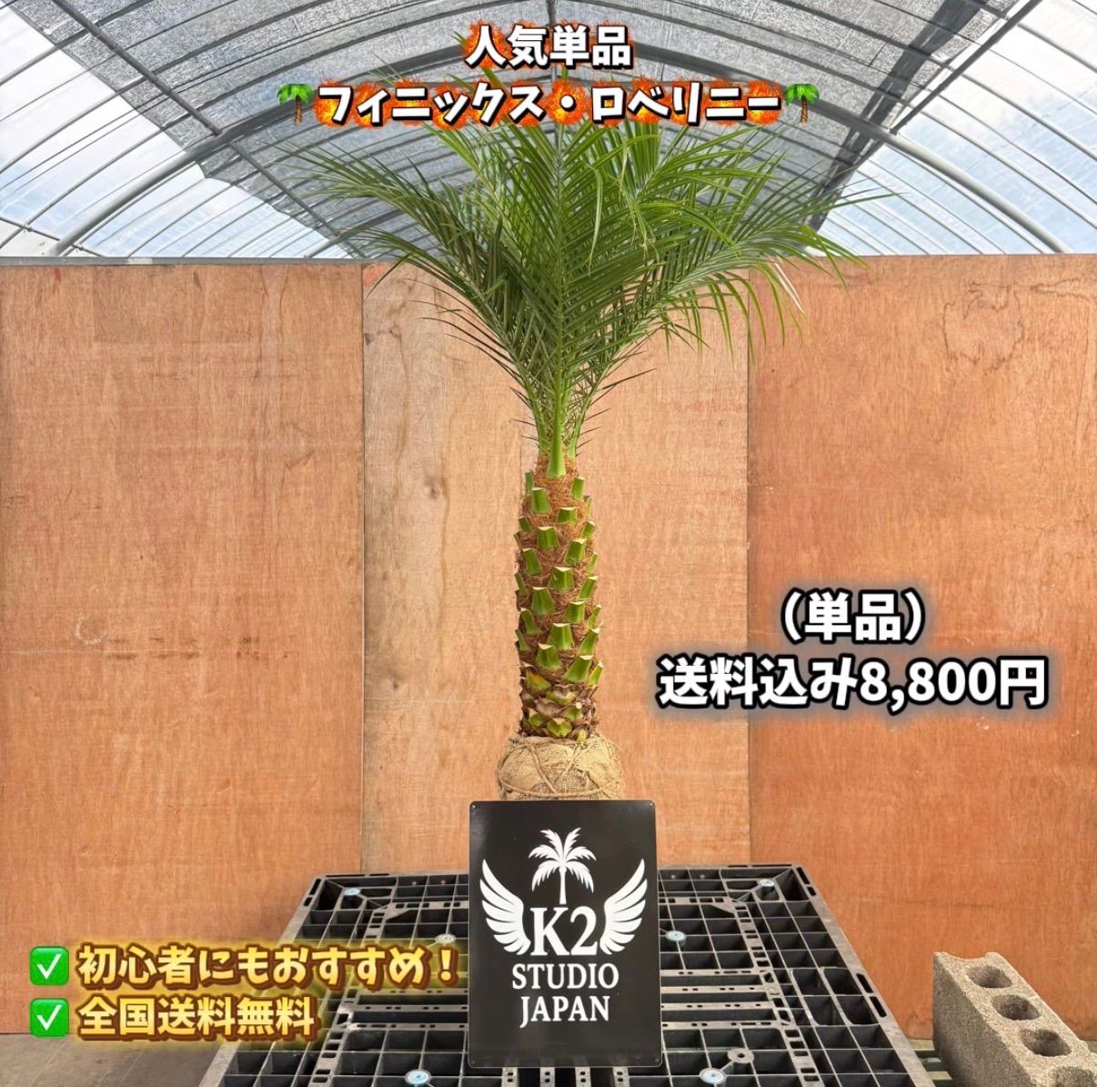 🌴人気商品🌴 フェニックス・ロベレニー【根巻き】 - メルカリ