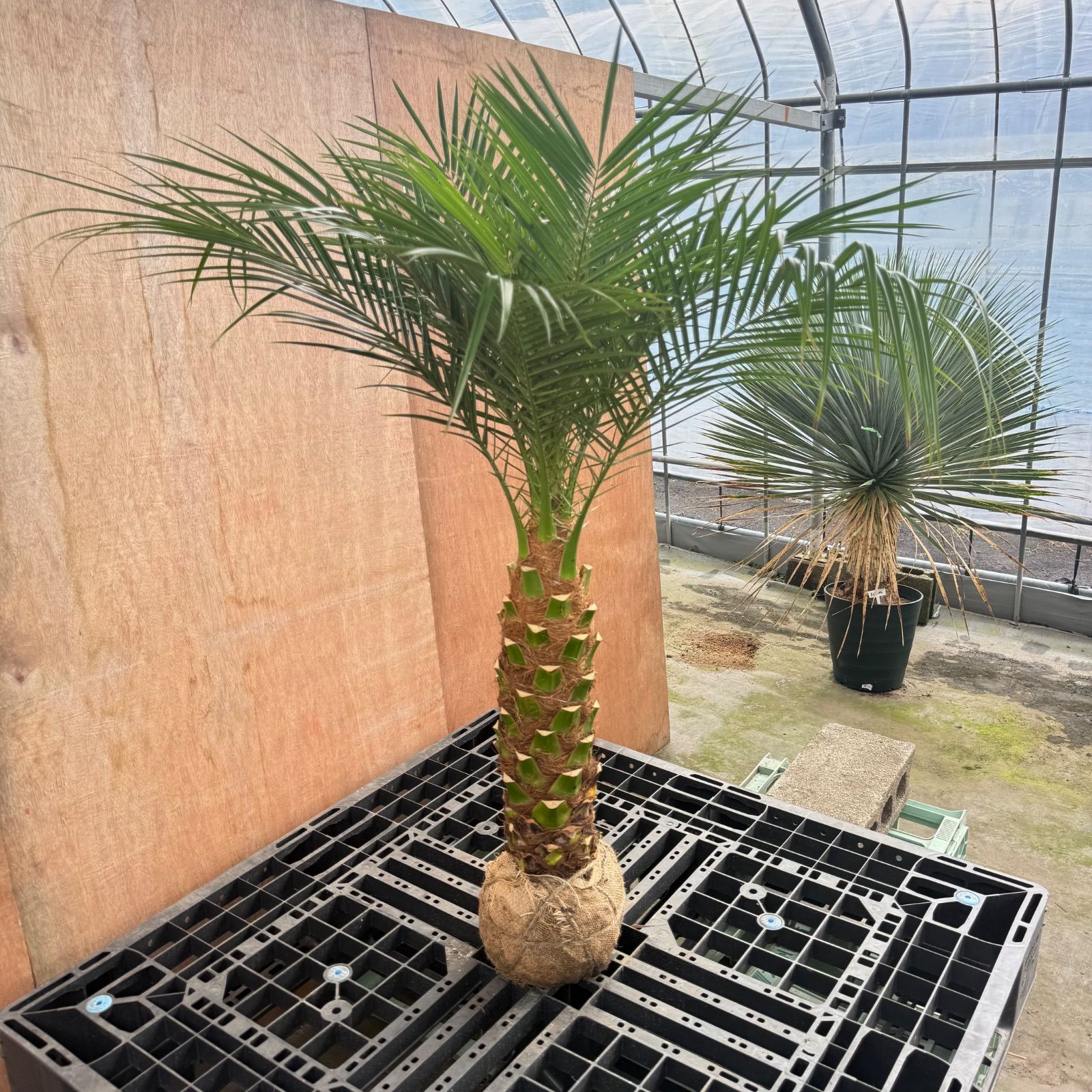 🌴人気商品🌴 フェニックス・ロベレニー【根巻き】 - メルカリ