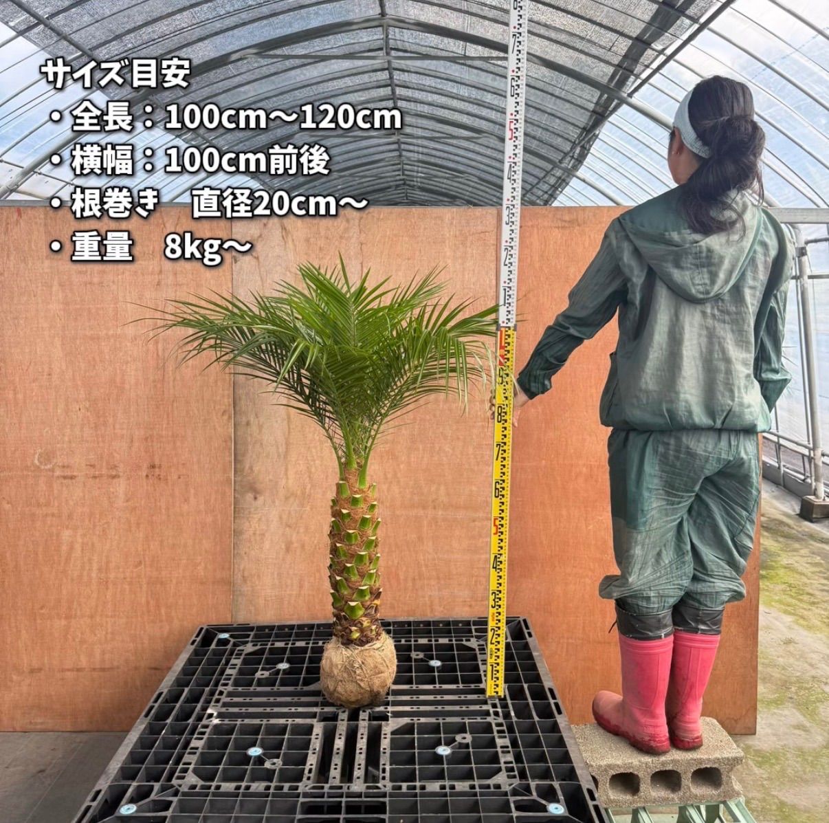 🌴人気商品🌴 フェニックス・ロベレニー【根巻き】 - メルカリ