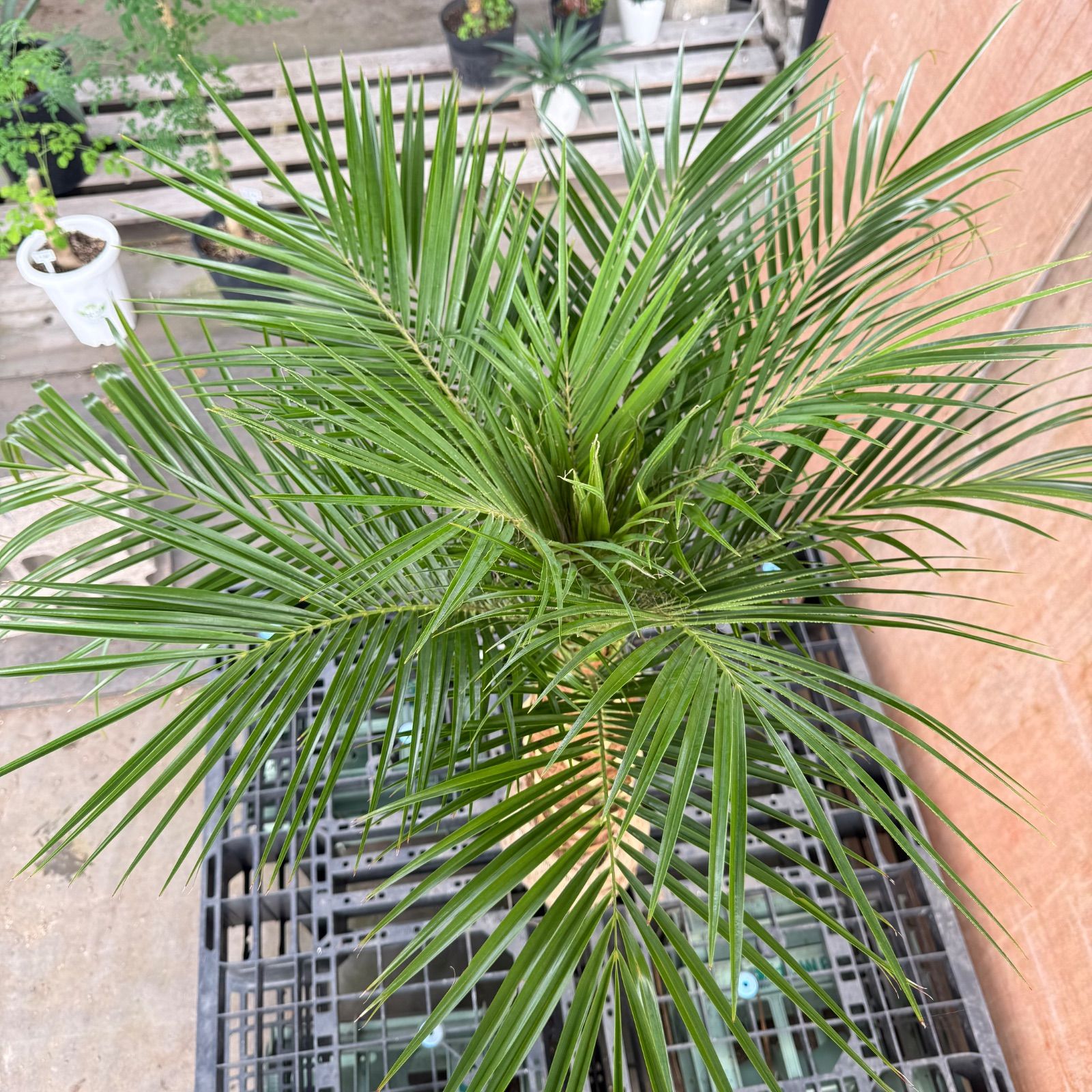 🌴人気商品🌴 フェニックス・ロベレニー【根巻き】 - メルカリ