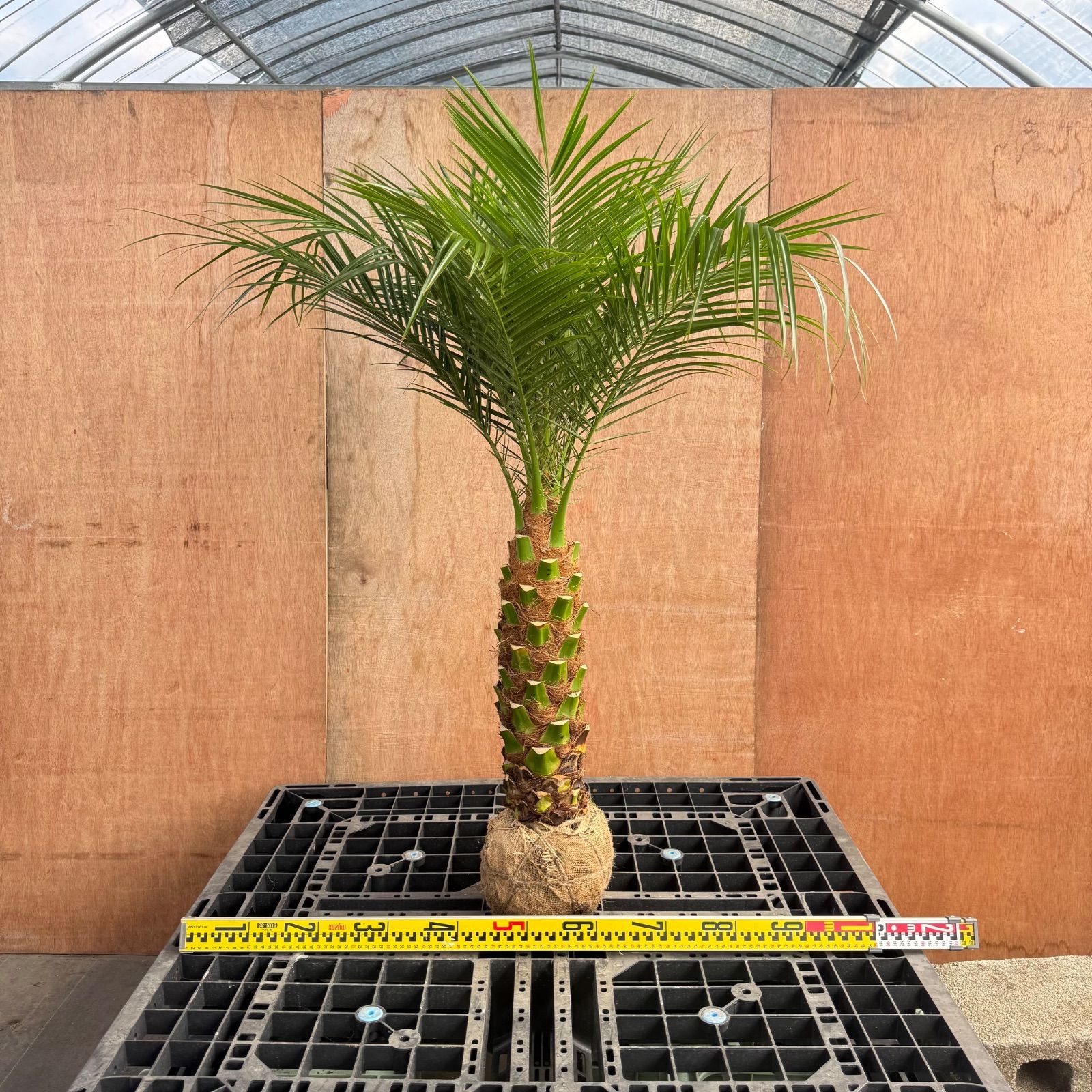🌴人気商品🌴 フェニックス・ロベレニー【根巻き】 - メルカリ