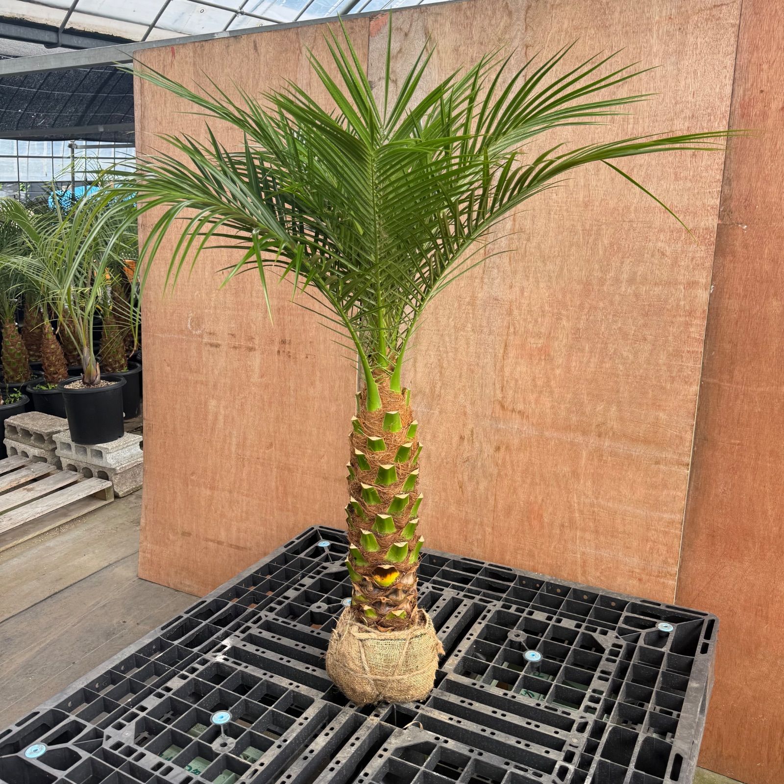 🌴人気商品🌴 フェニックス・ロベレニー【根巻き】 - メルカリ
