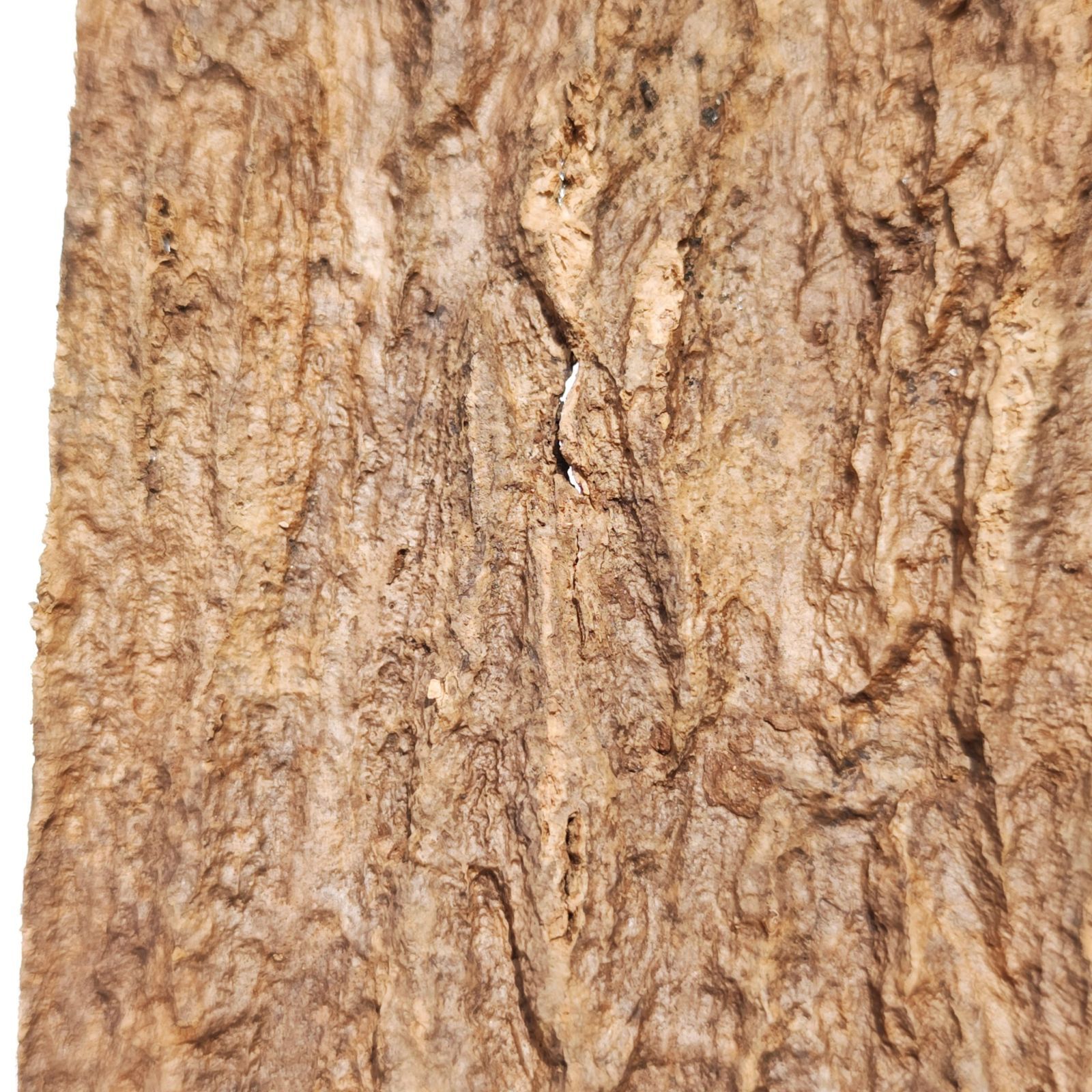 c1205 20×30cm 2枚 コルク樹皮 コルク板 バージンコルク 洗浄済