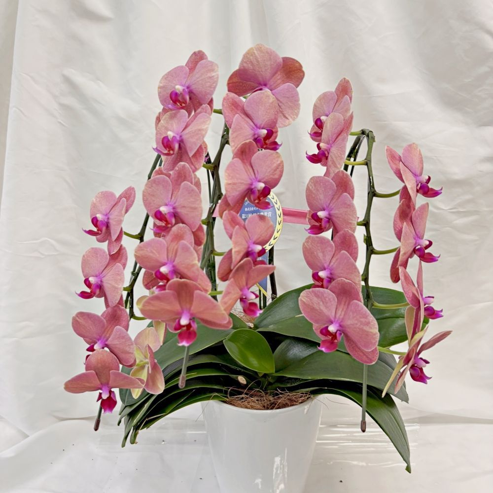 ミディ胡蝶蘭オレンジ系色 来季用 まだお花付き - メルカリ