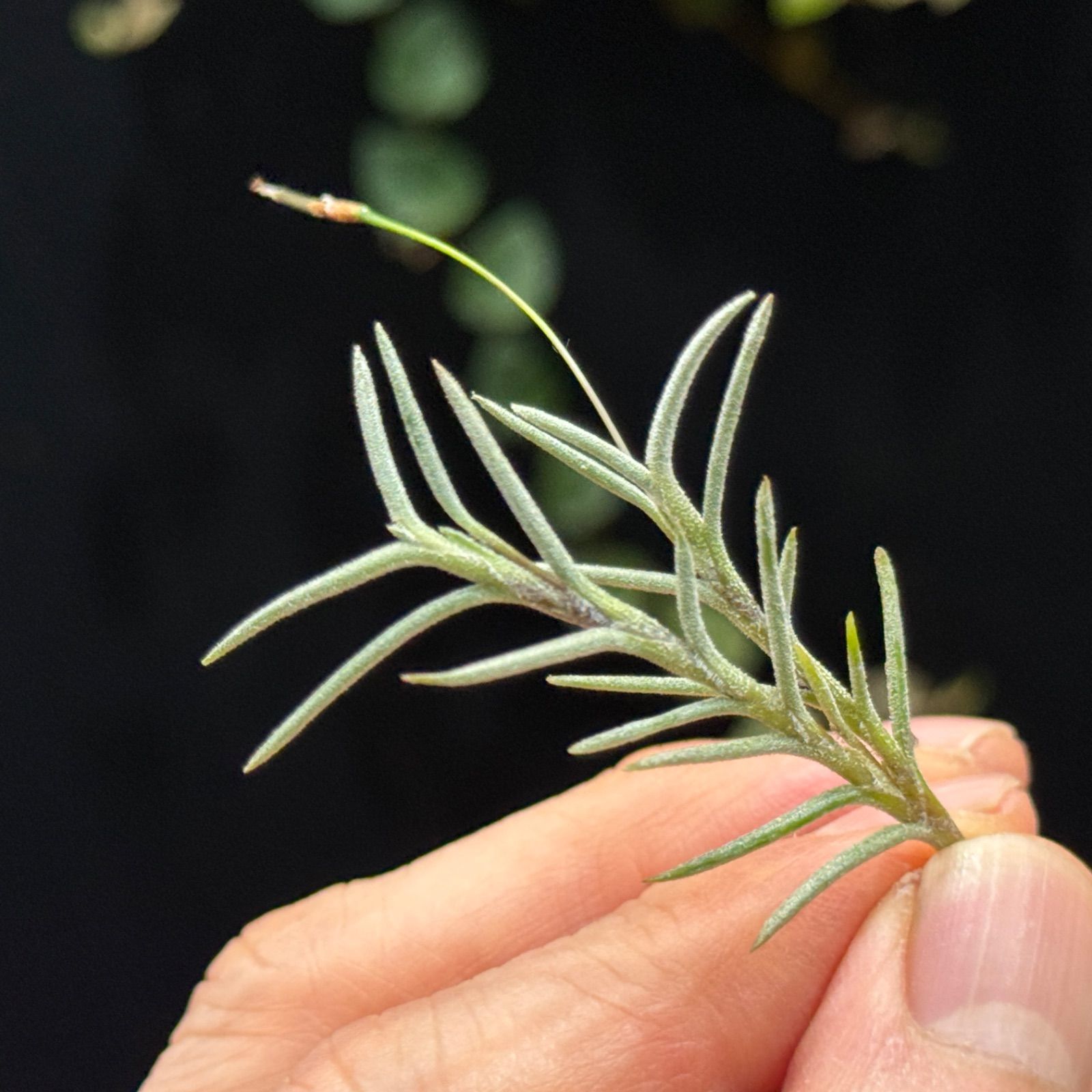 Tillandsia capillaris 白花　専用出品 現品＊ネコポス匿名＊芳香黄色花品種＊シードポット＊チランジア
