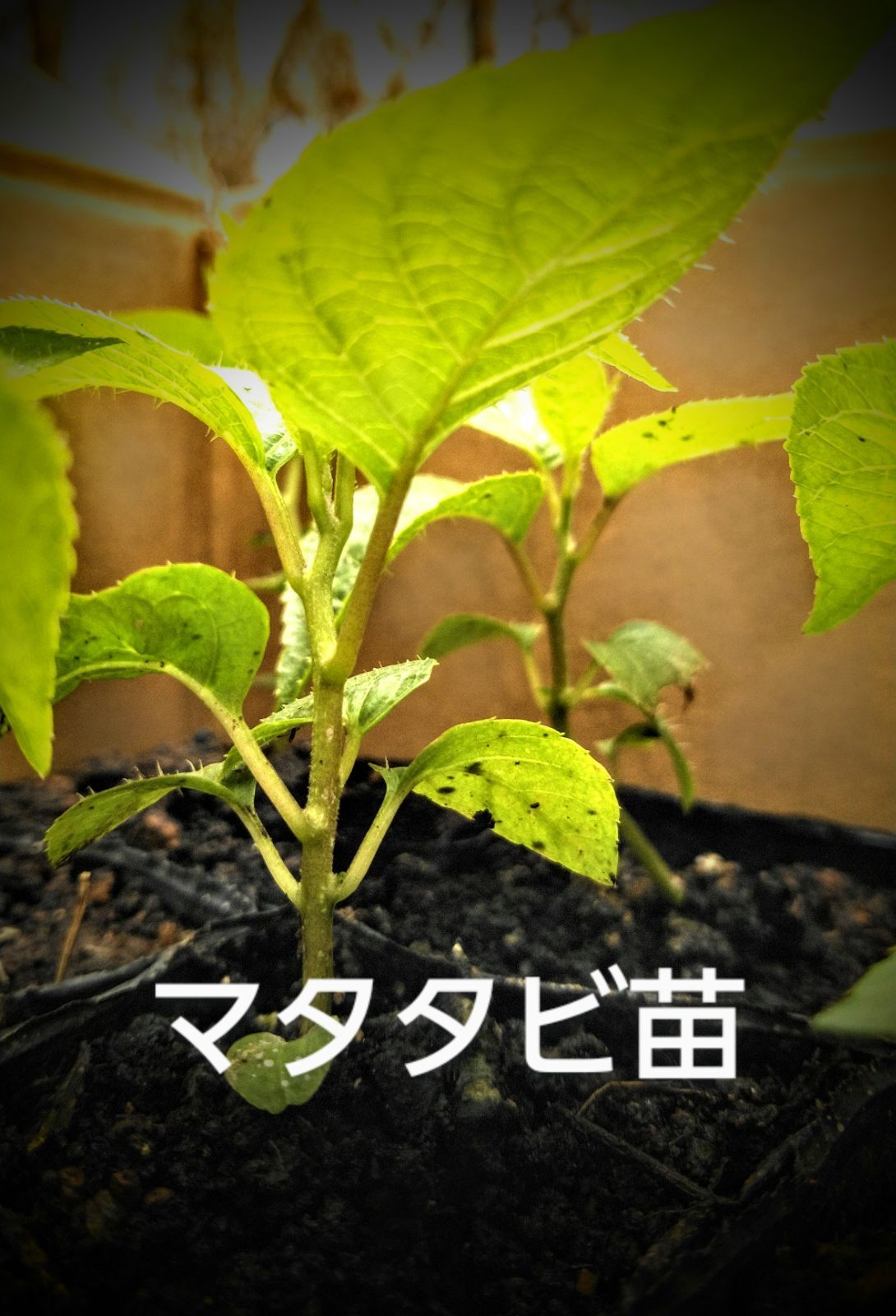 マタタビ 10.5 cmポット苗 雄 &雌株 一組 レターパックプラスで発送
