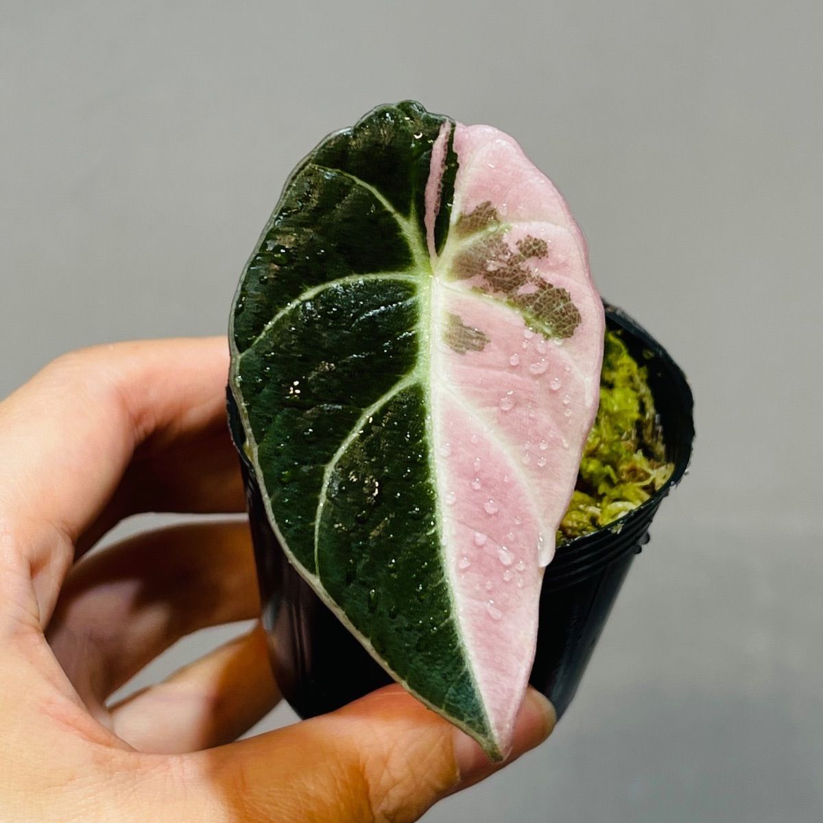 Alocasia Black Velvet Pink Variegatedアロカシア ブラックベルベット