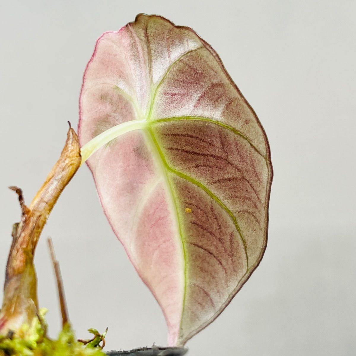 Alocasia Black Velvet Pink Variegatedアロカシア ブラックベルベット