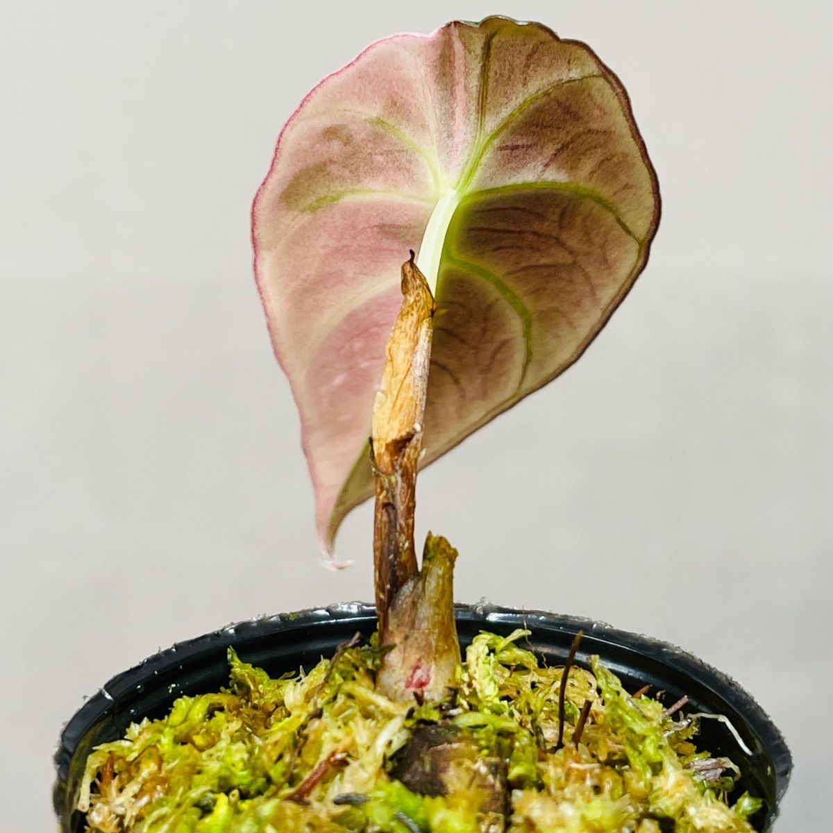 Alocasia Black Velvet Pink Variegatedアロカシア ブラックベルベット