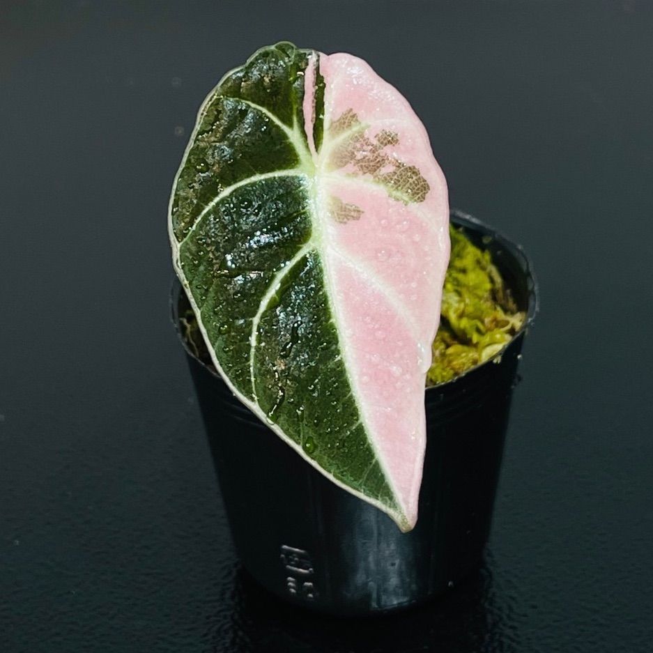 Alocasia Black Velvet Pink Variegatedアロカシア ブラックベルベット