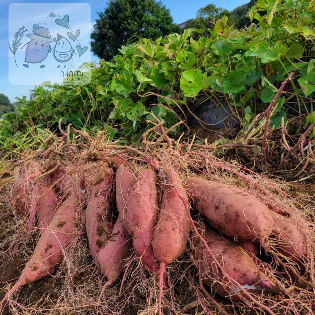 訳あり紅はるか 10kg 茨城県産 農薬不使用 - メルカリ