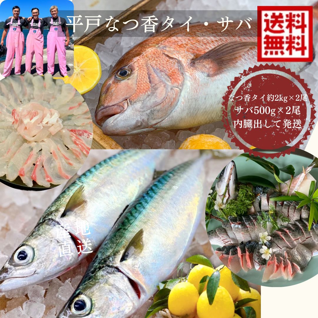 青空レストランに出演 平戸なつ香サバ（約500ｇ）平戸なつ香タイ（約２kg)各１尾ずつ 三枚おろし真空パック【送料無料】【熨斗対応可】