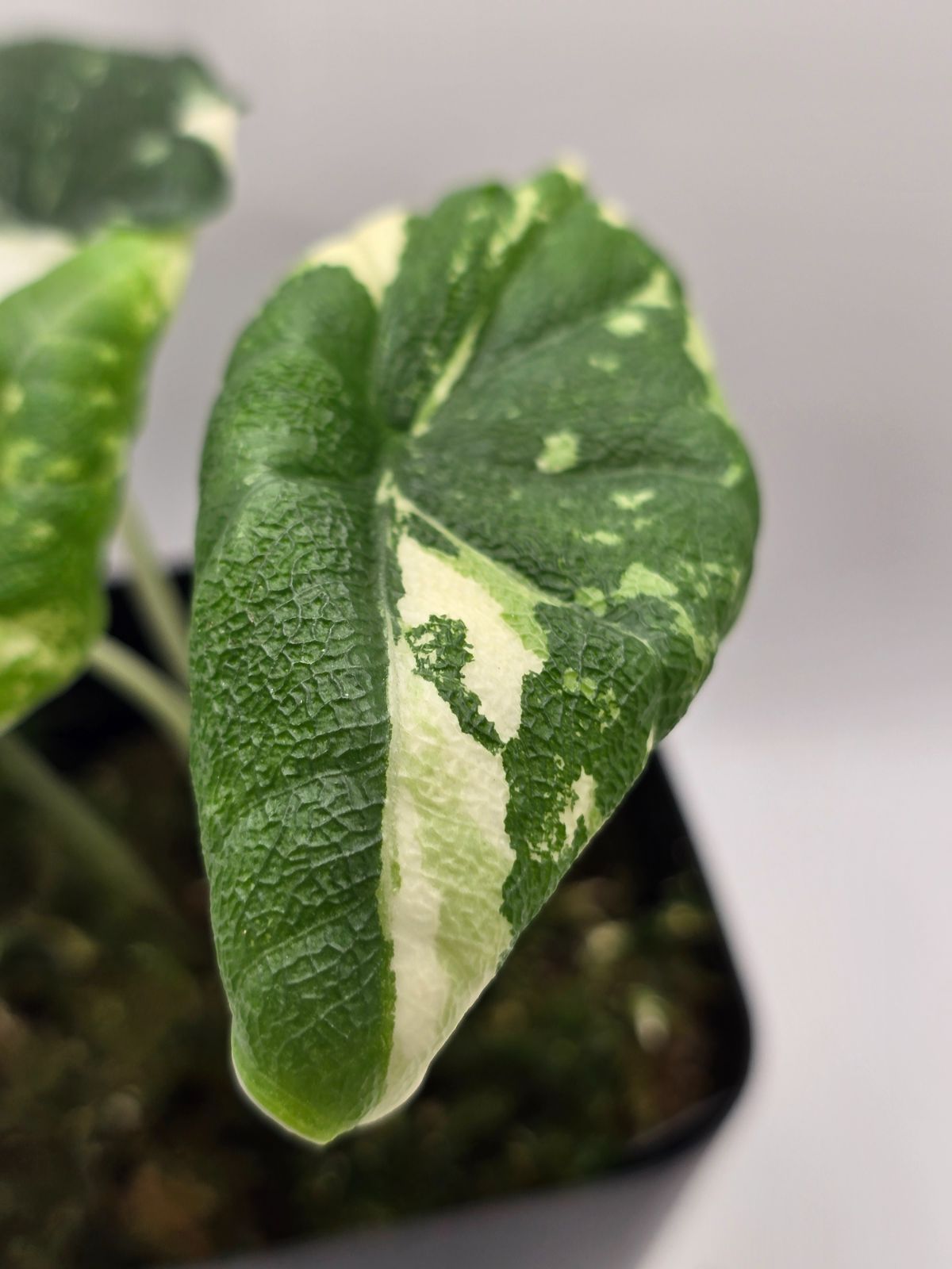 アロカシア メロ アルボ 斑入り Alocasia Melo Albo Variegated - メルカリ