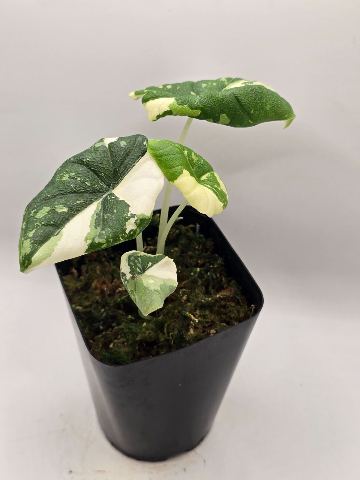 アロカシア メロ アルボ 斑入り Alocasia Melo Albo Variegated - メルカリ