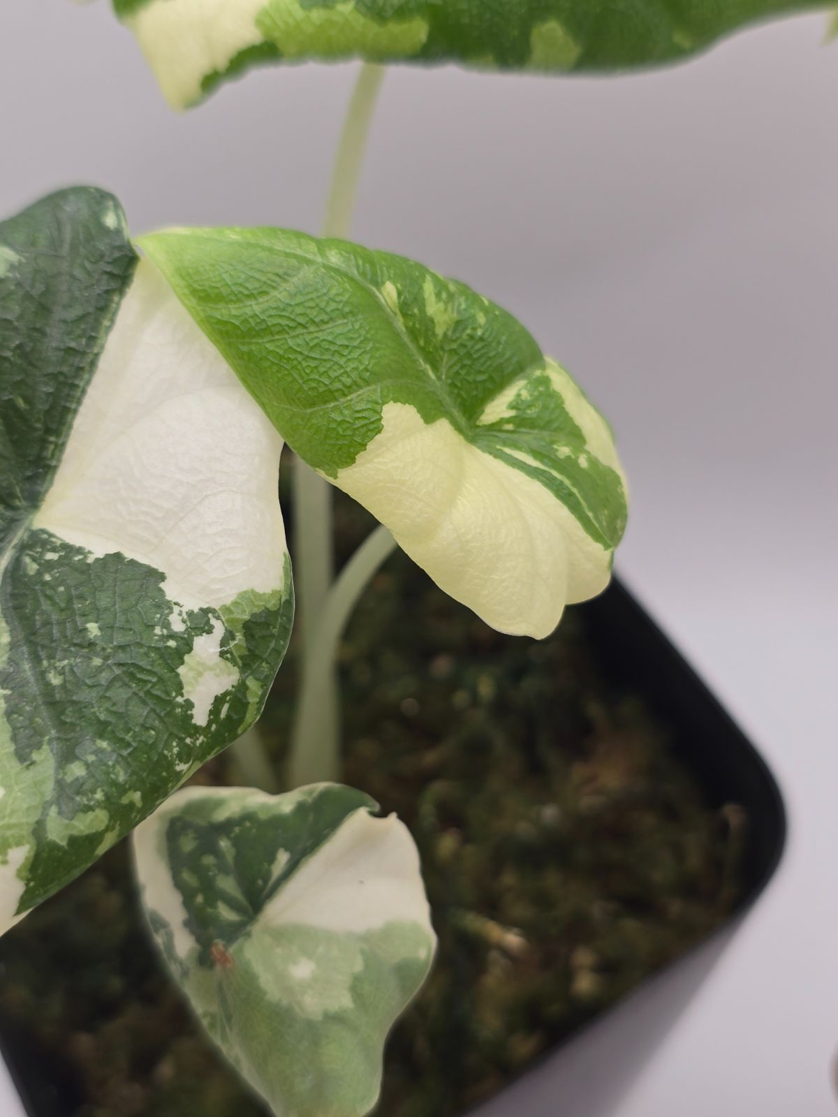 アロカシア メロ アルボ 斑入り Alocasia Melo Albo Variegated - メルカリ