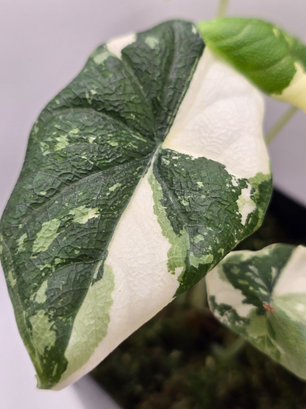 アロカシア メロ アルボ 斑入り Alocasia Melo Albo Variegated - メルカリ