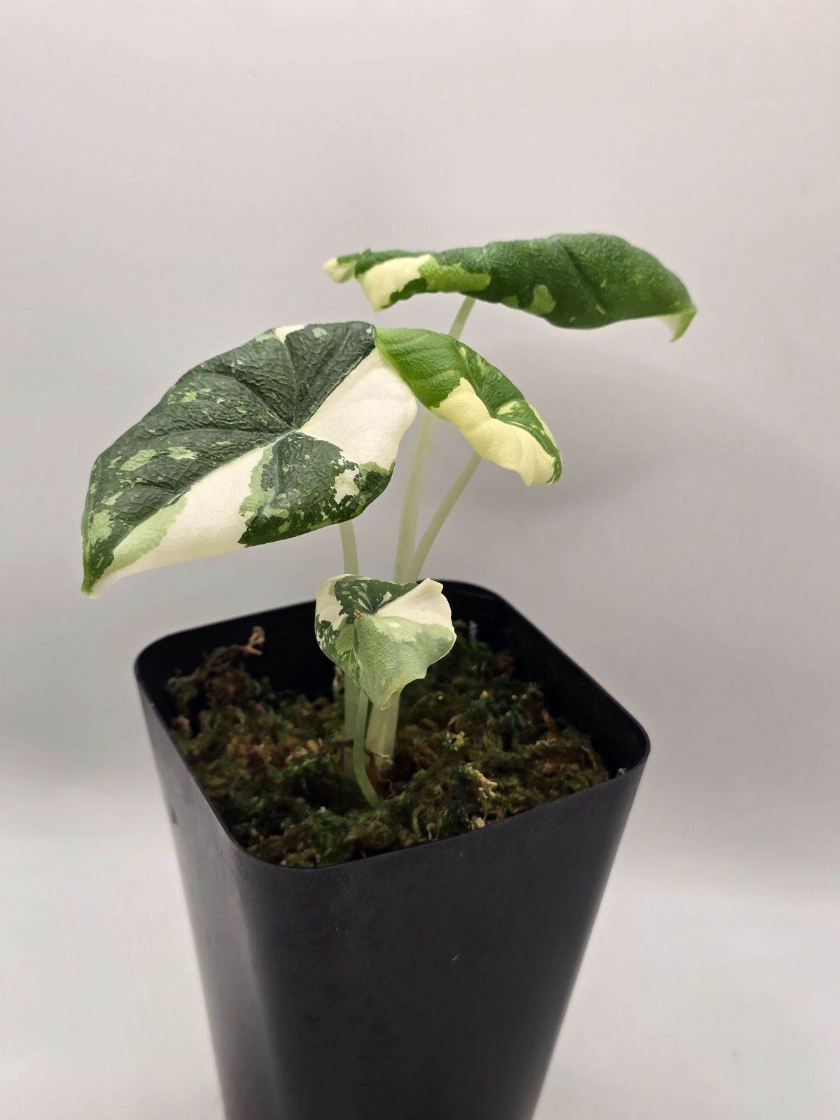 アロカシア メロ アルボ 斑入り Alocasia Melo Albo Variegated - メルカリ