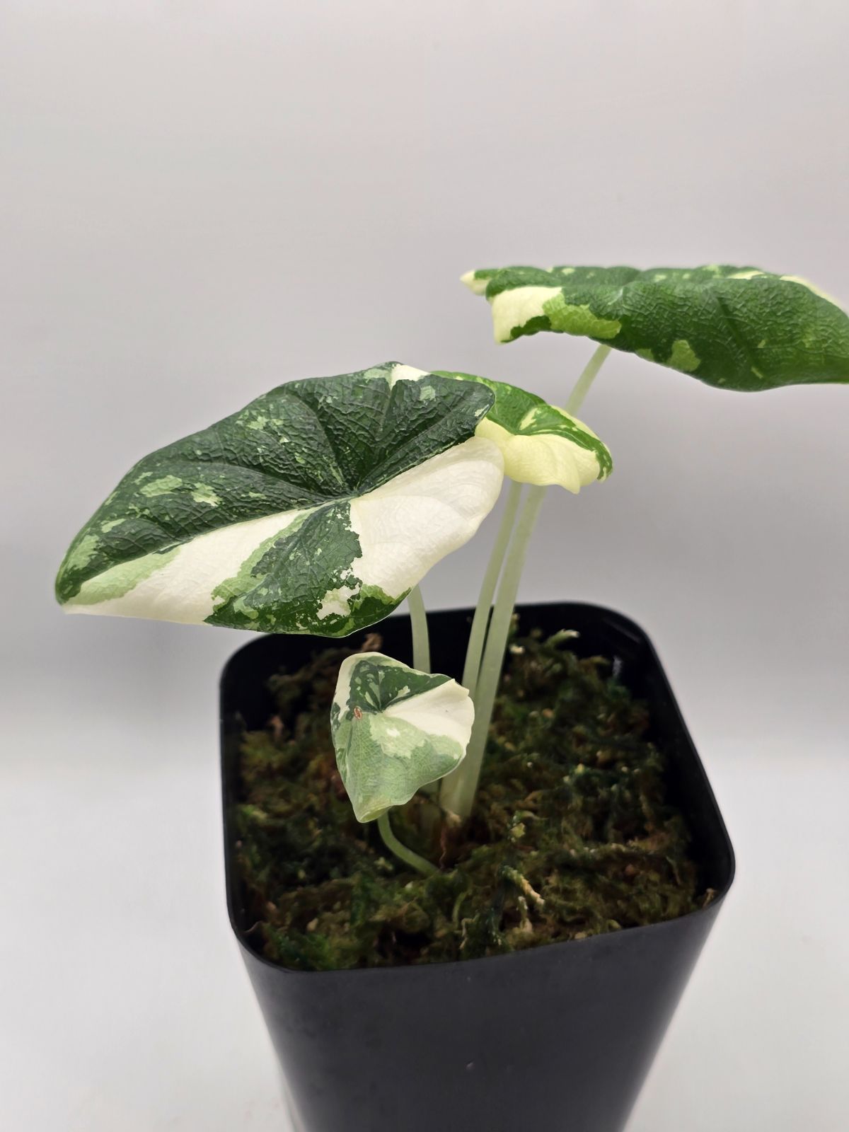 アロカシア メロ アルボ 斑入り Alocasia Melo Albo Variegated - メルカリ