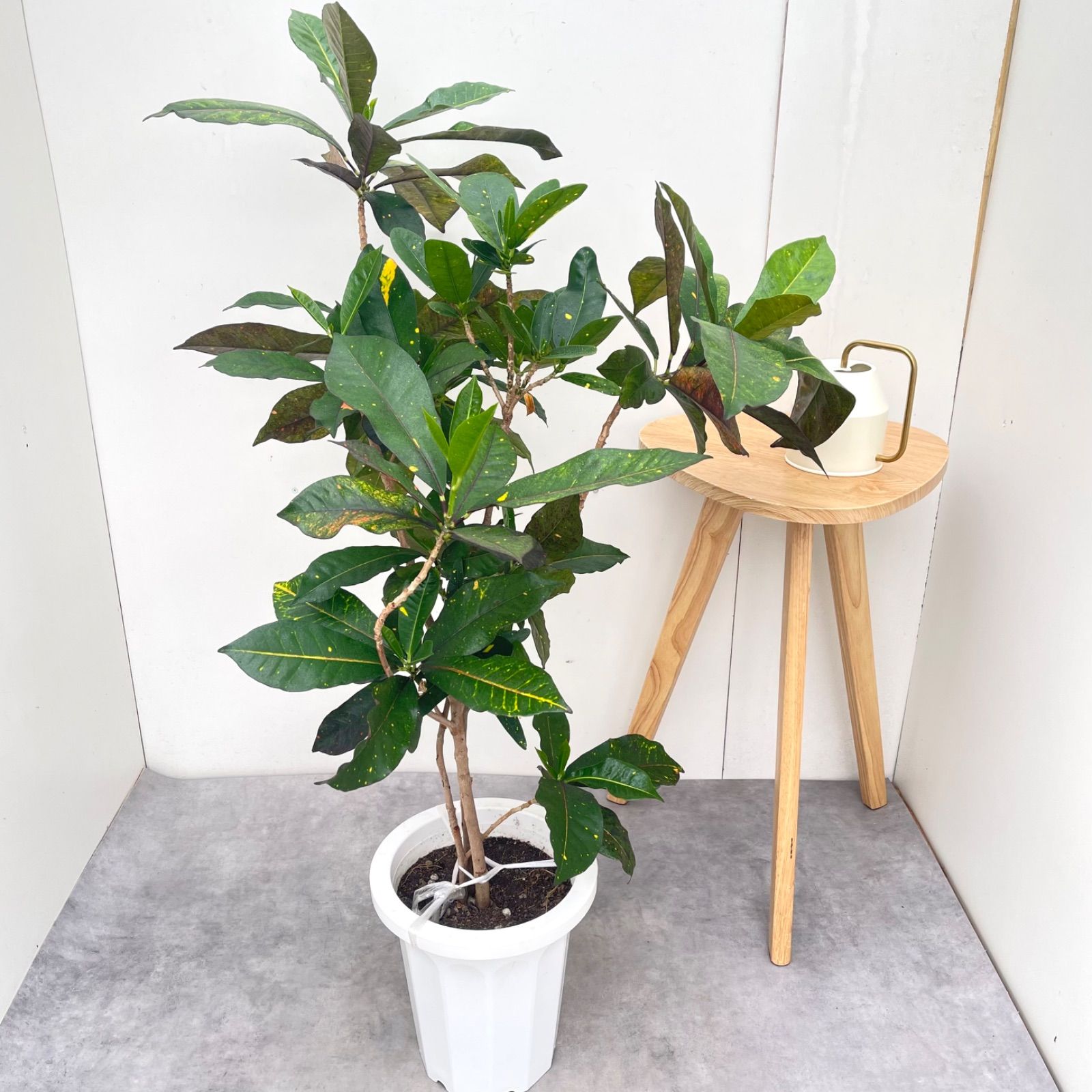 クロトン【現品】観葉植物　カラーリーフ　室内　大型