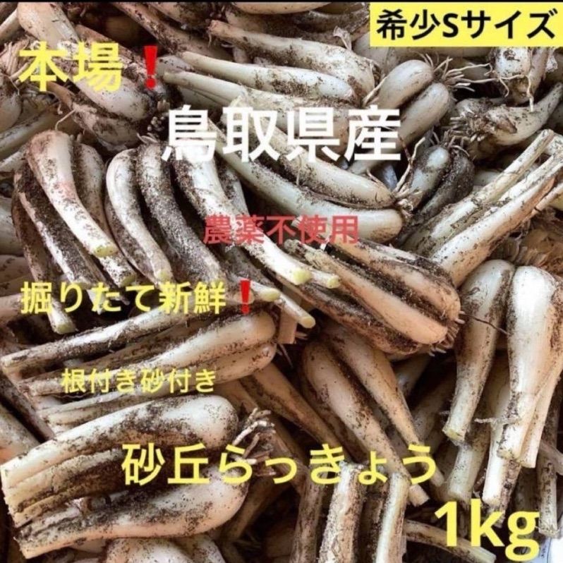 初物❗️鳥取県産 農薬不使用 砂丘らっきょう らっきょう 初物 鳥取砂丘らっきょう 1kg 農薬不使用 - メルカリ