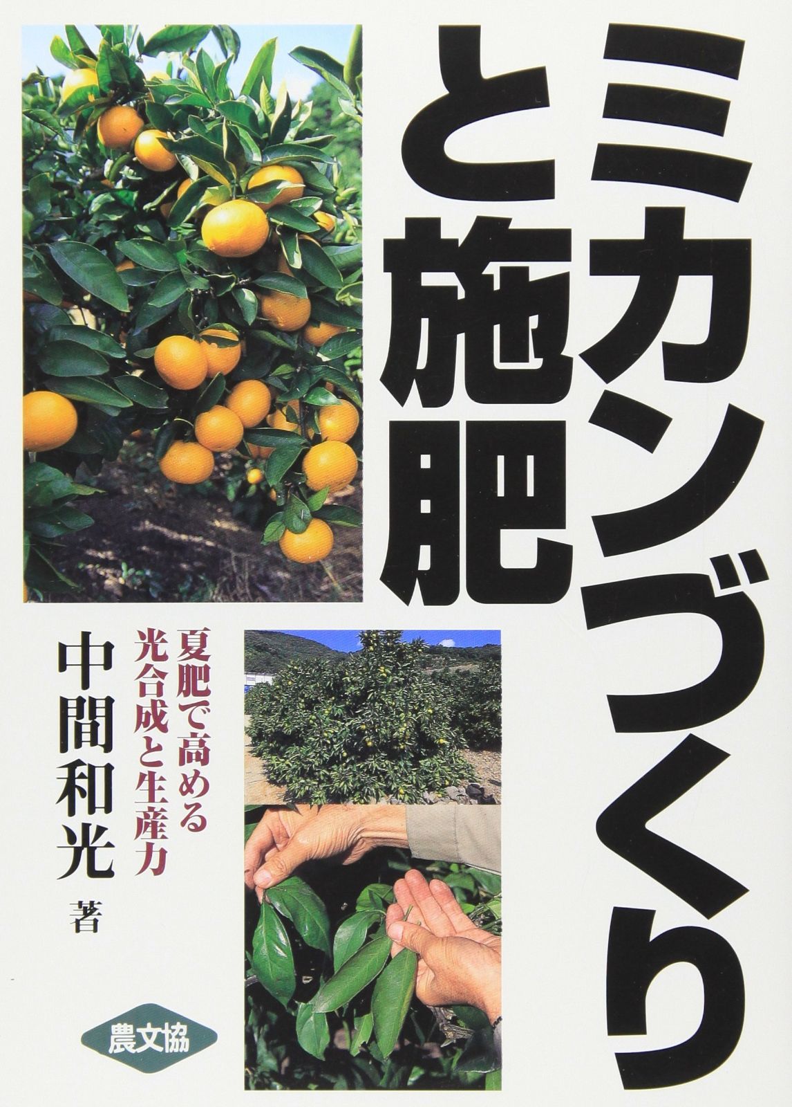 ミカンづくりと施肥: 夏肥で高める光合成と生産力