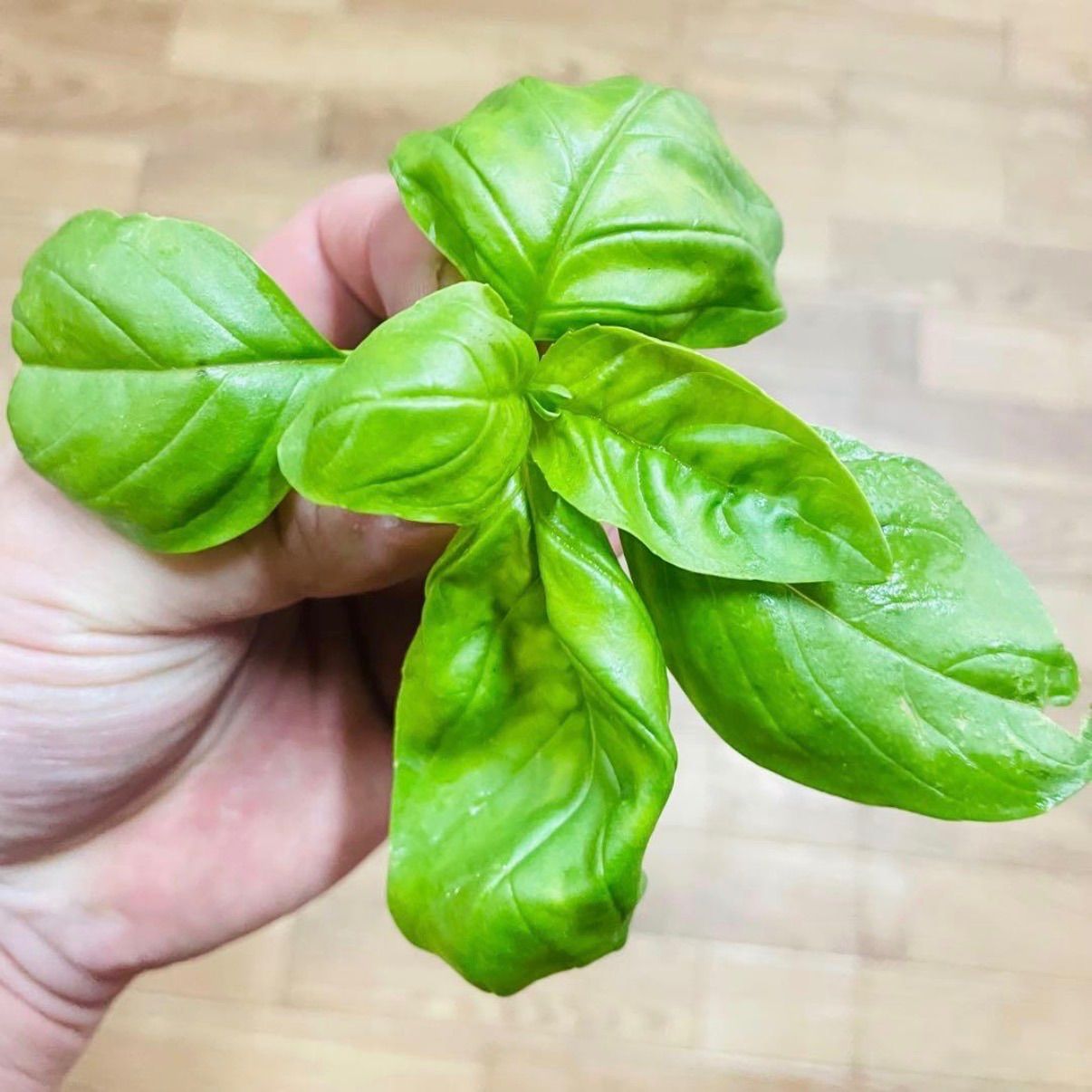 岩手県産フレッシュバジル1kg サカタのタネ 農薬不使用 - メルカリ