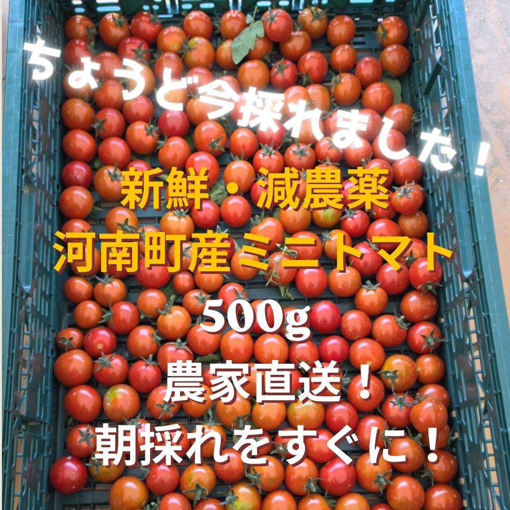 甘すぎ！全国送料無料 大阪産 ミニトマト 500g とまと 南河内 - メルカリ