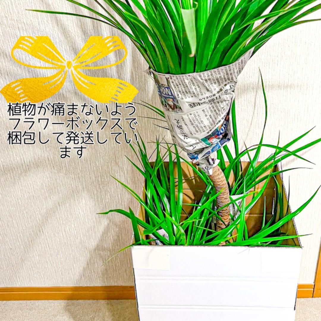 存在感の大株 ムサノノ 深い葉色 一点物 沖縄育ち 5号 - メルカリ