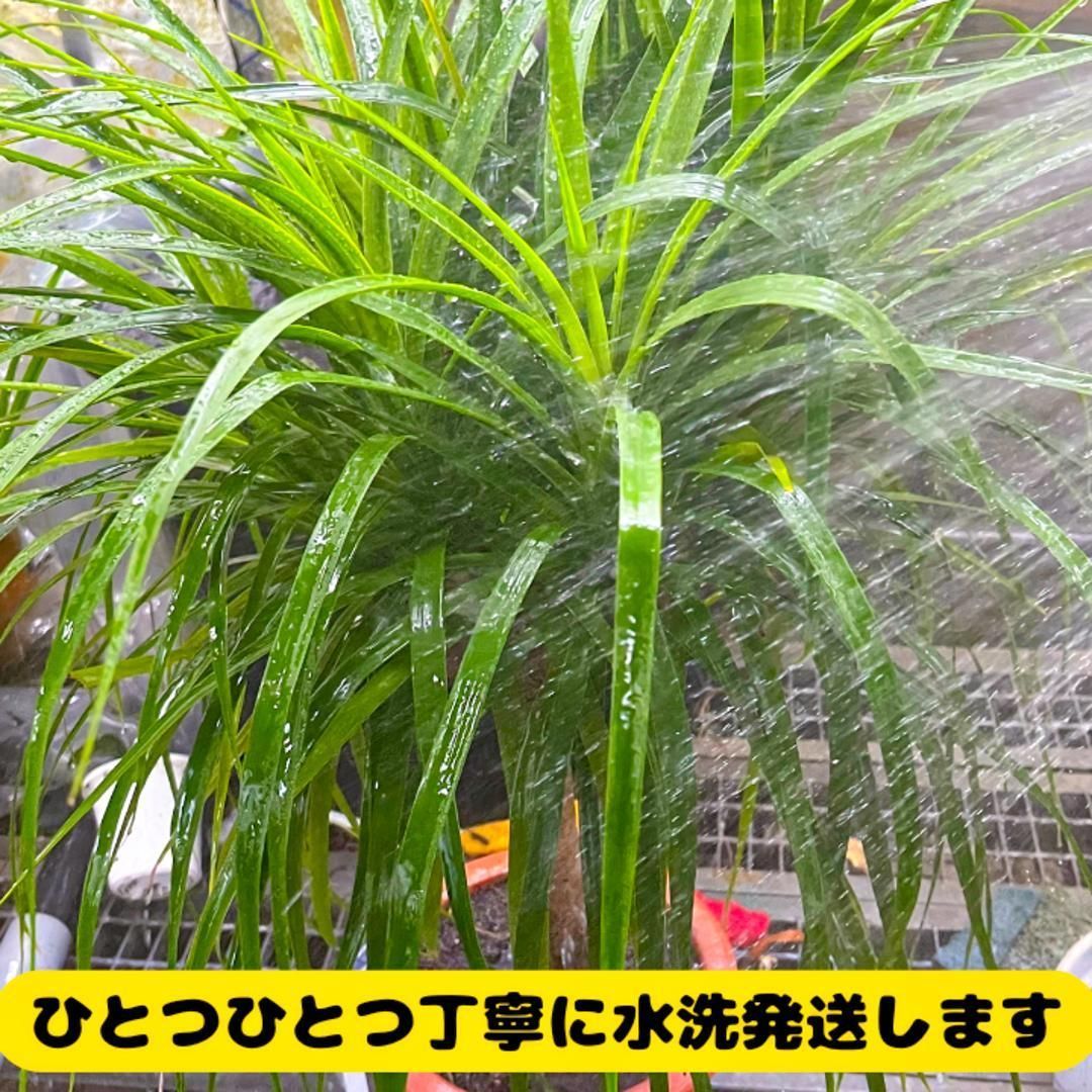 存在感の大株 ムサノノ 深い葉色 一点物 沖縄育ち 5号 - メルカリ