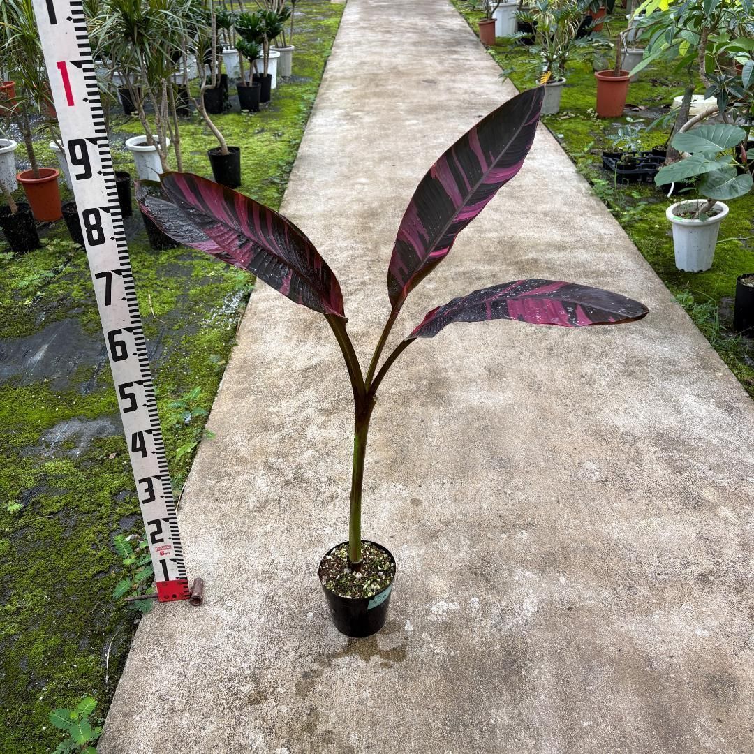 存在感の大株 ムサノノ 深い葉色 一点物 沖縄育ち 5号 - メルカリ