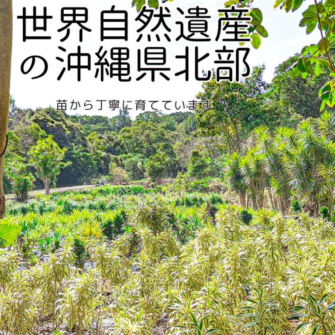 存在感の大株 ムサノノ 深い葉色 一点物 沖縄育ち 5号 - メルカリ