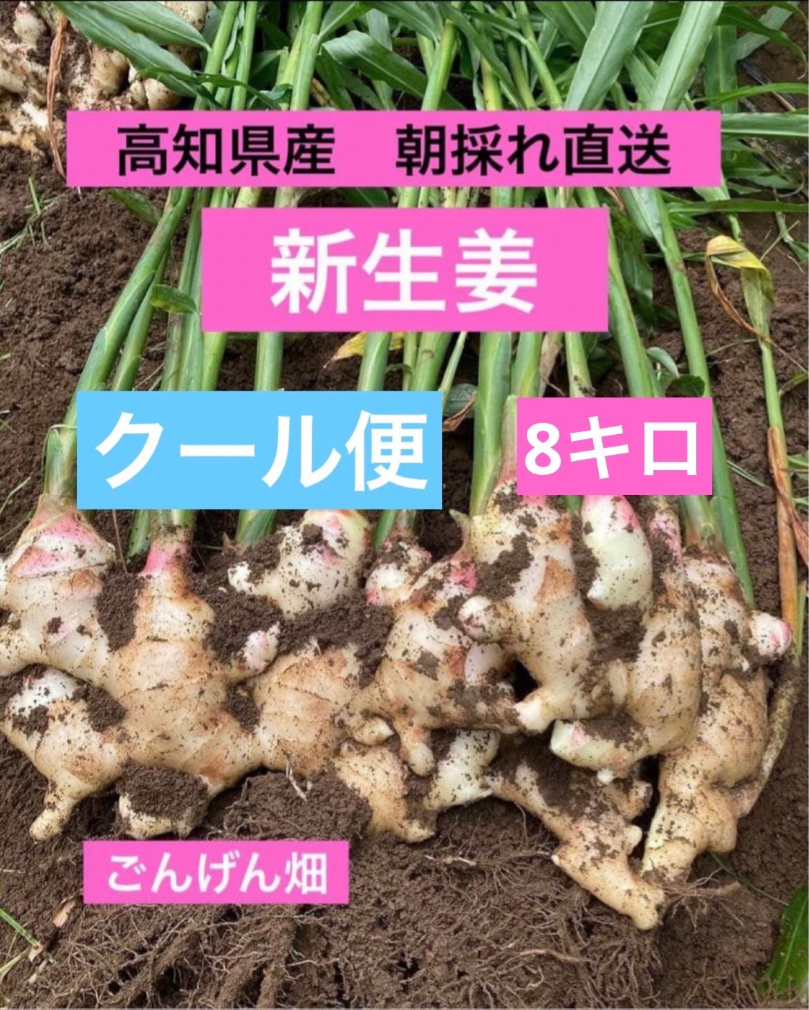 高知県産　朝採れ新生姜クール便8キロ