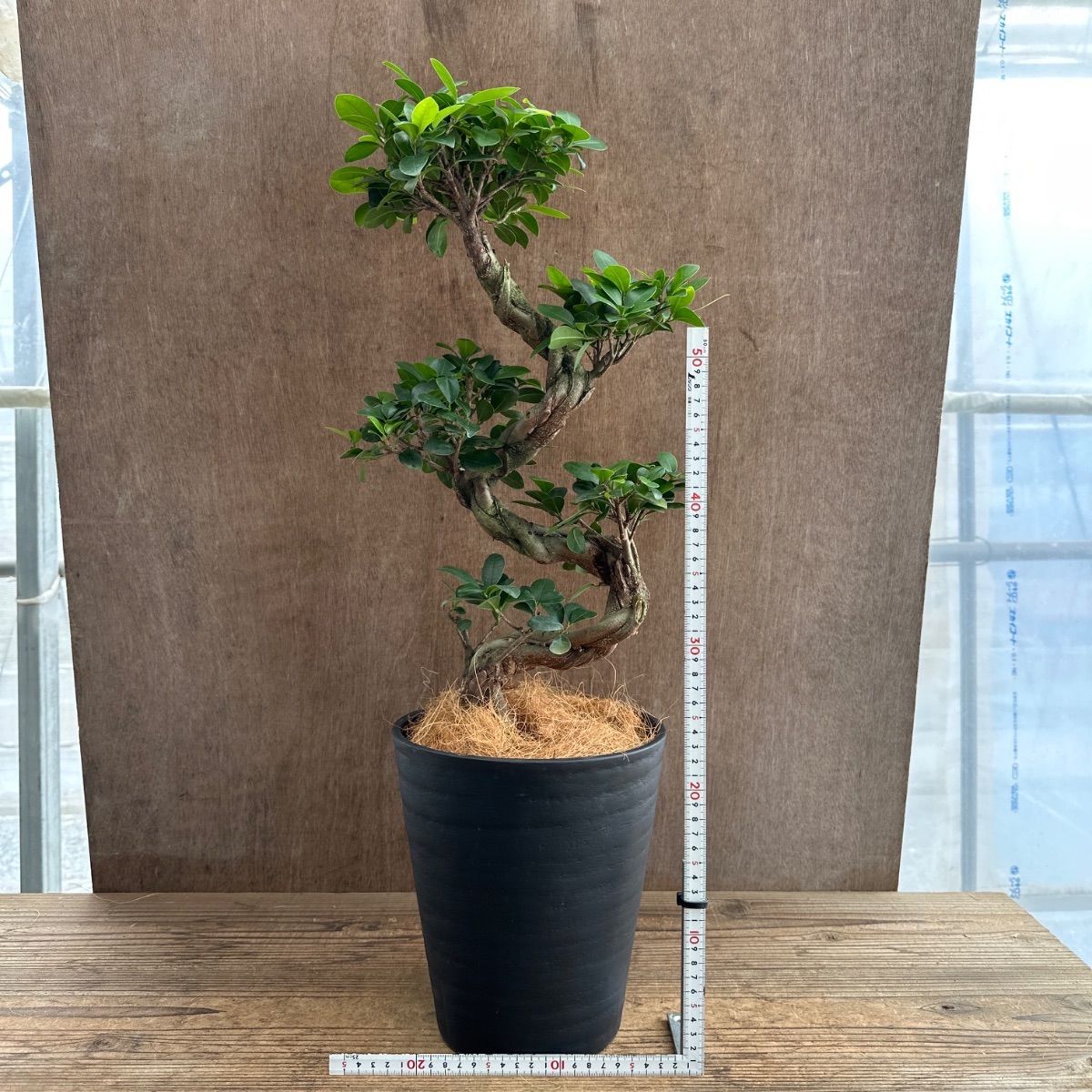 ガジュマル ② 昇り龍 仕立て 黒プラスチックポット 現品 Ficus