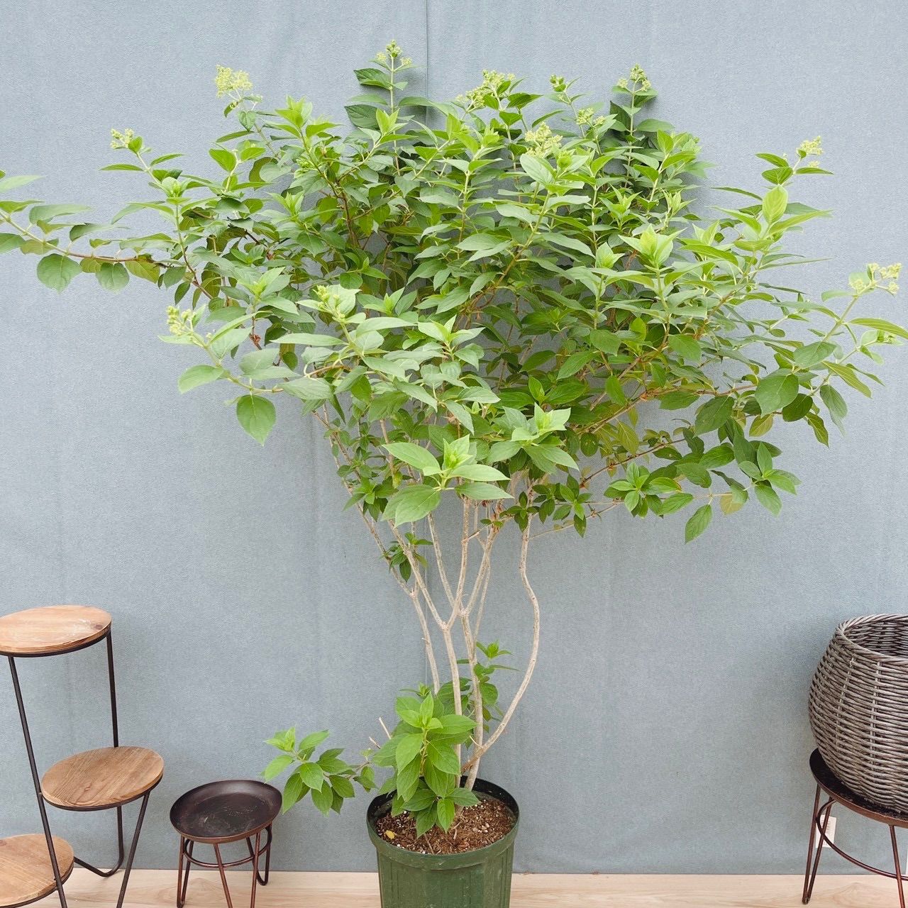 ［在庫］ピラミッドアジサイ　9号　植物　紫陽花　ノリウツギ　落葉低木