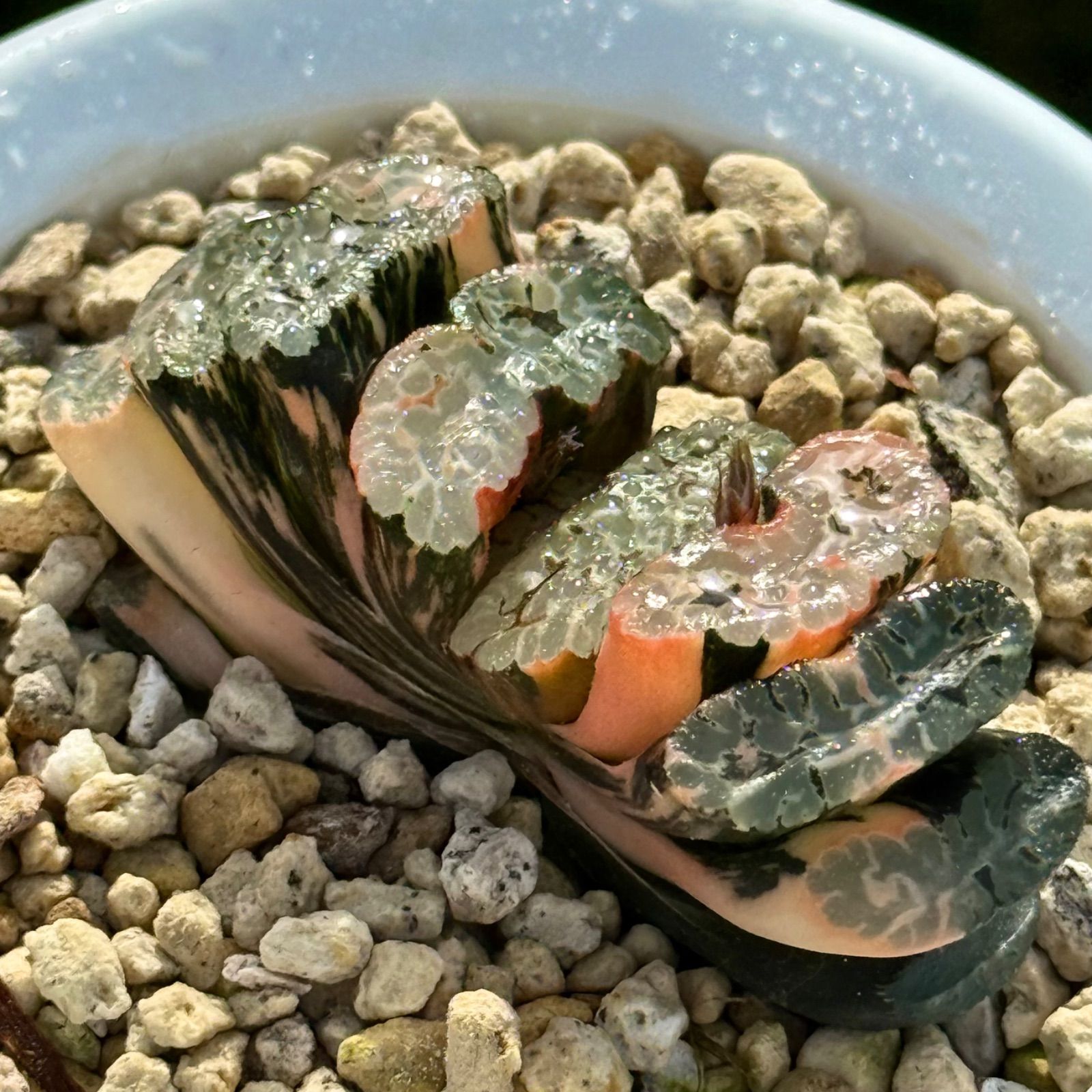 玄武玉扇　特選株　H2036