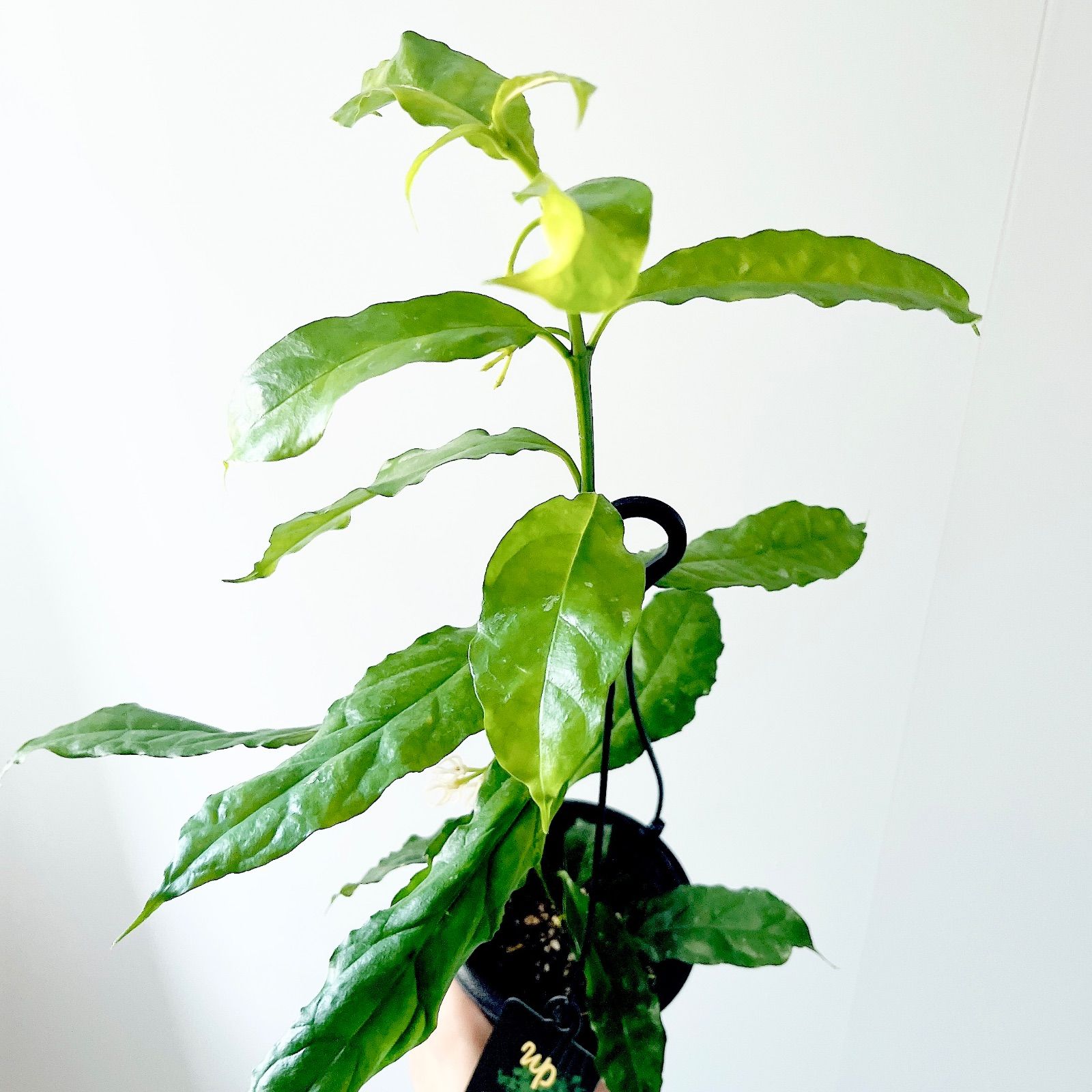 ホヤ デシプラエ 先着3名様限定 観葉植物 希少植物 - メルカリ