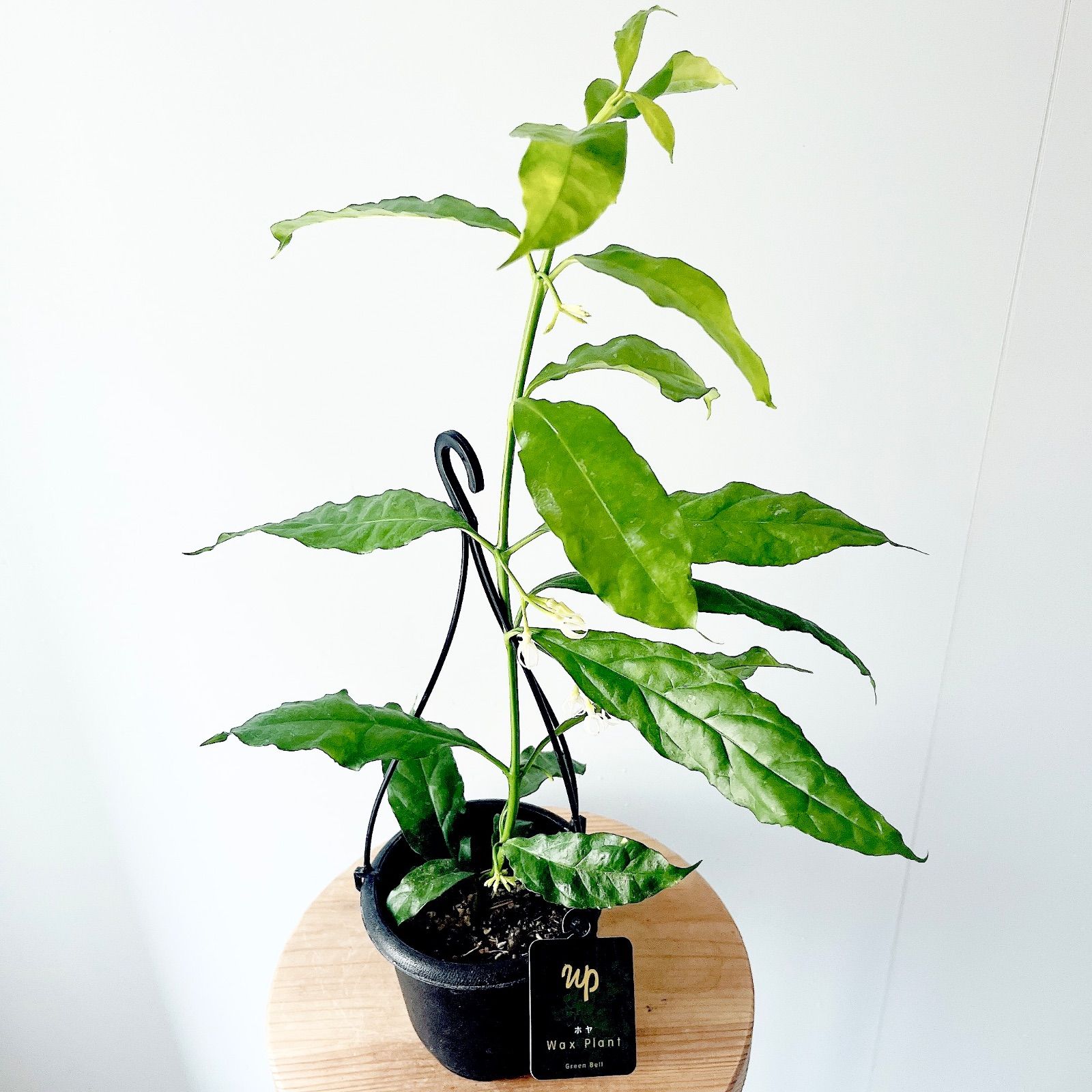 ホヤ デシプラエ 先着3名様限定 観葉植物 希少植物 - メルカリ