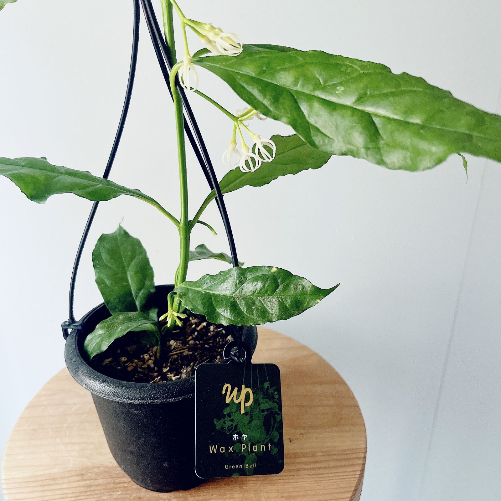 ホヤ デシプラエ 先着3名様限定 観葉植物 希少植物 - メルカリ