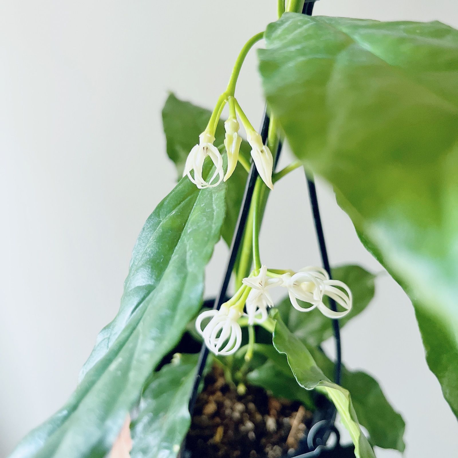 ホヤ デシプラエ 先着3名様限定 観葉植物 希少植物 - メルカリ